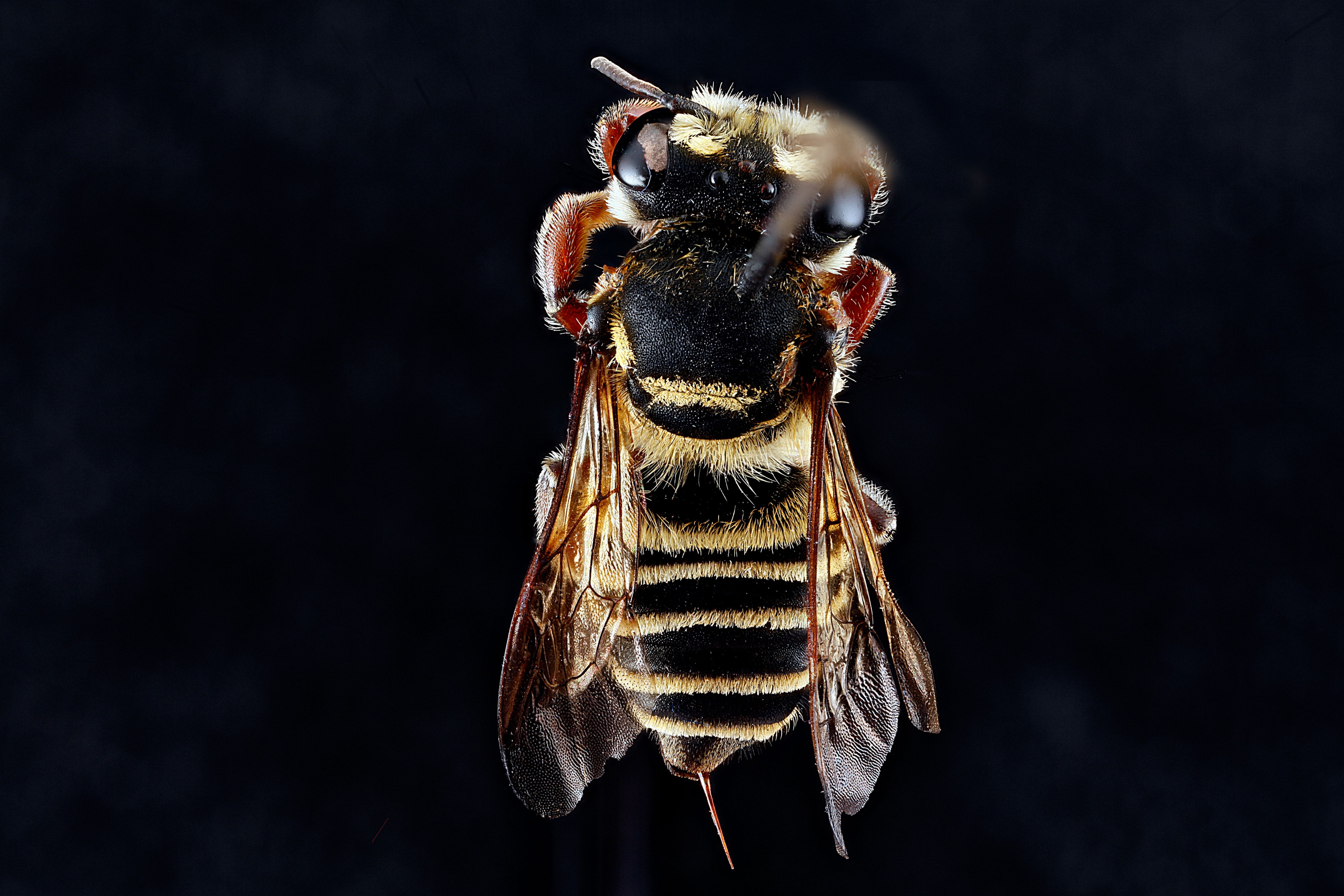Megachile poeyi