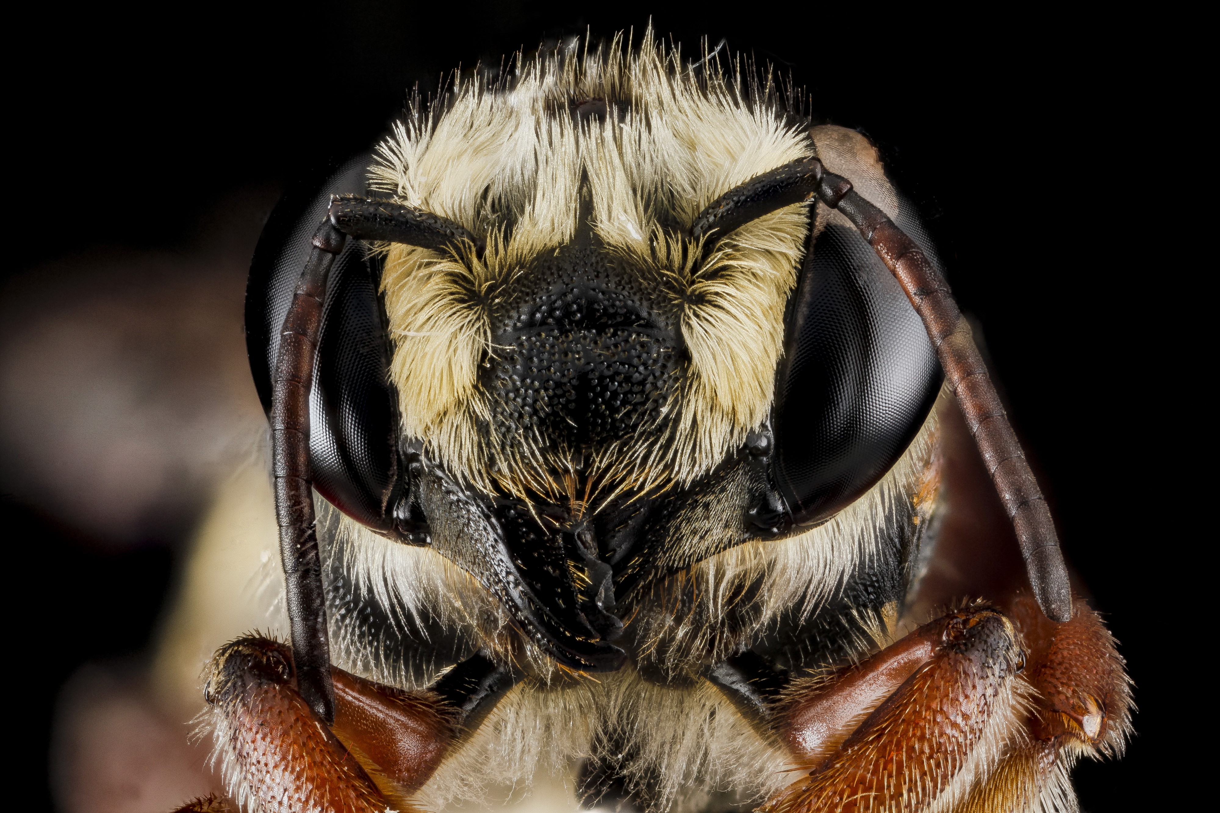 Megachile poeyi, female BIML USGS