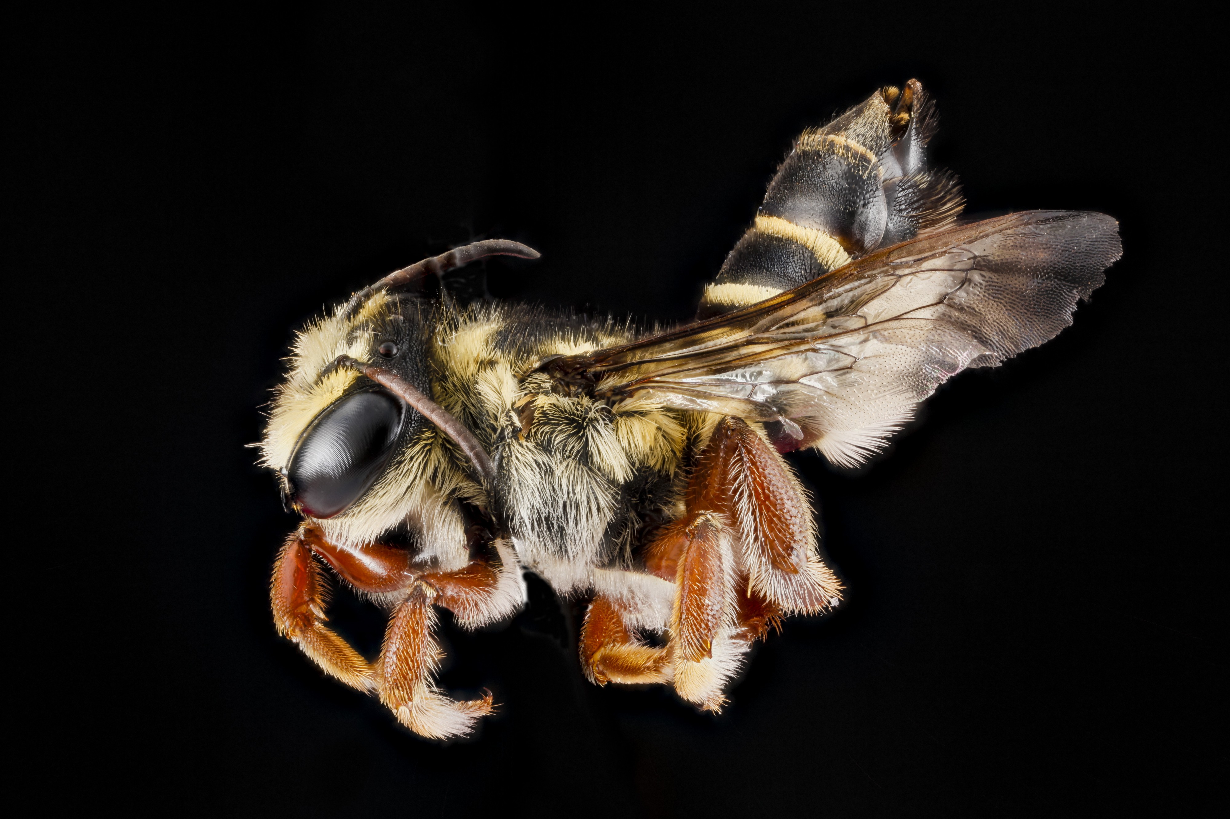 Megachile poeyi f