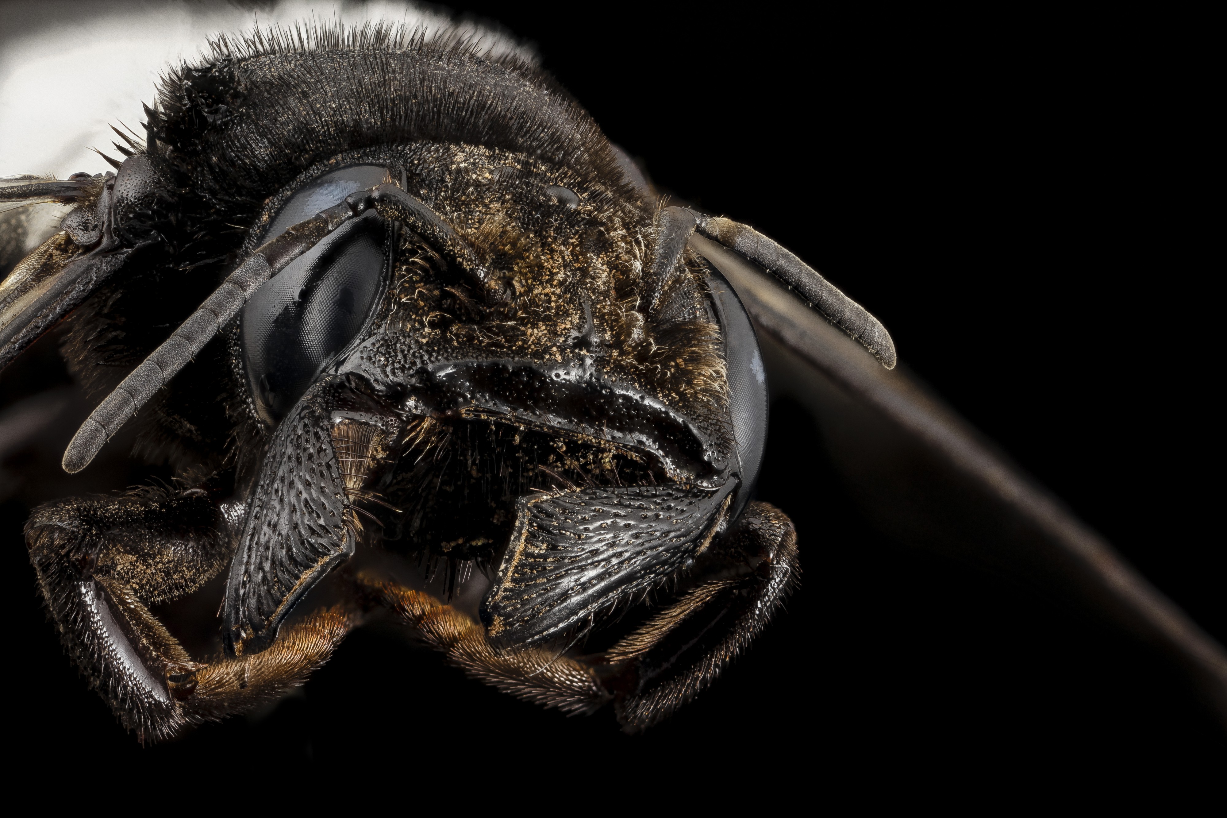 Megachile species, f, 15266b06, face, kenya 2014-08-06-16.10.44 ZS PMax (14994381392)