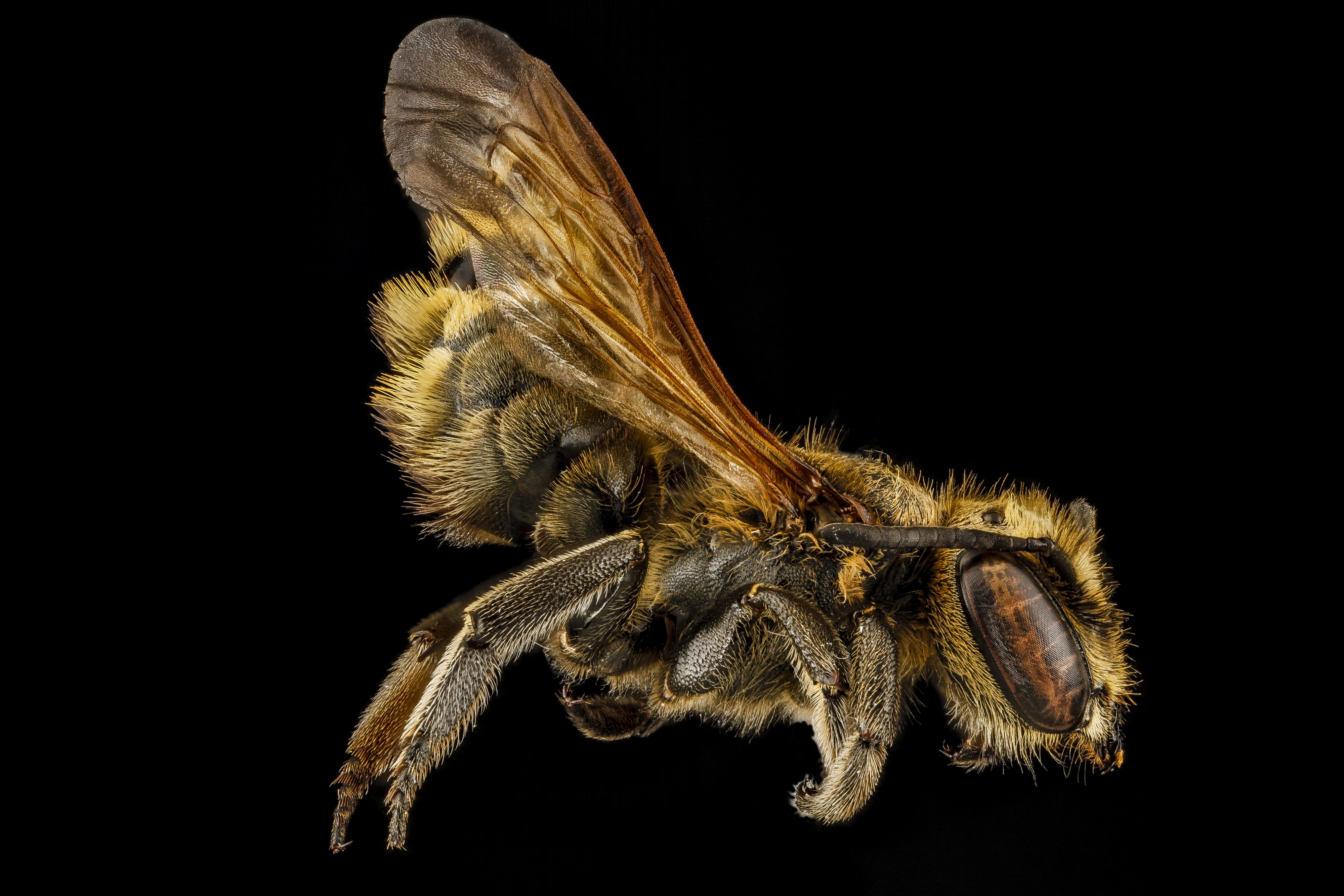 Megachile species b, female, rt side, Dominican Republic 2012-10-05-12