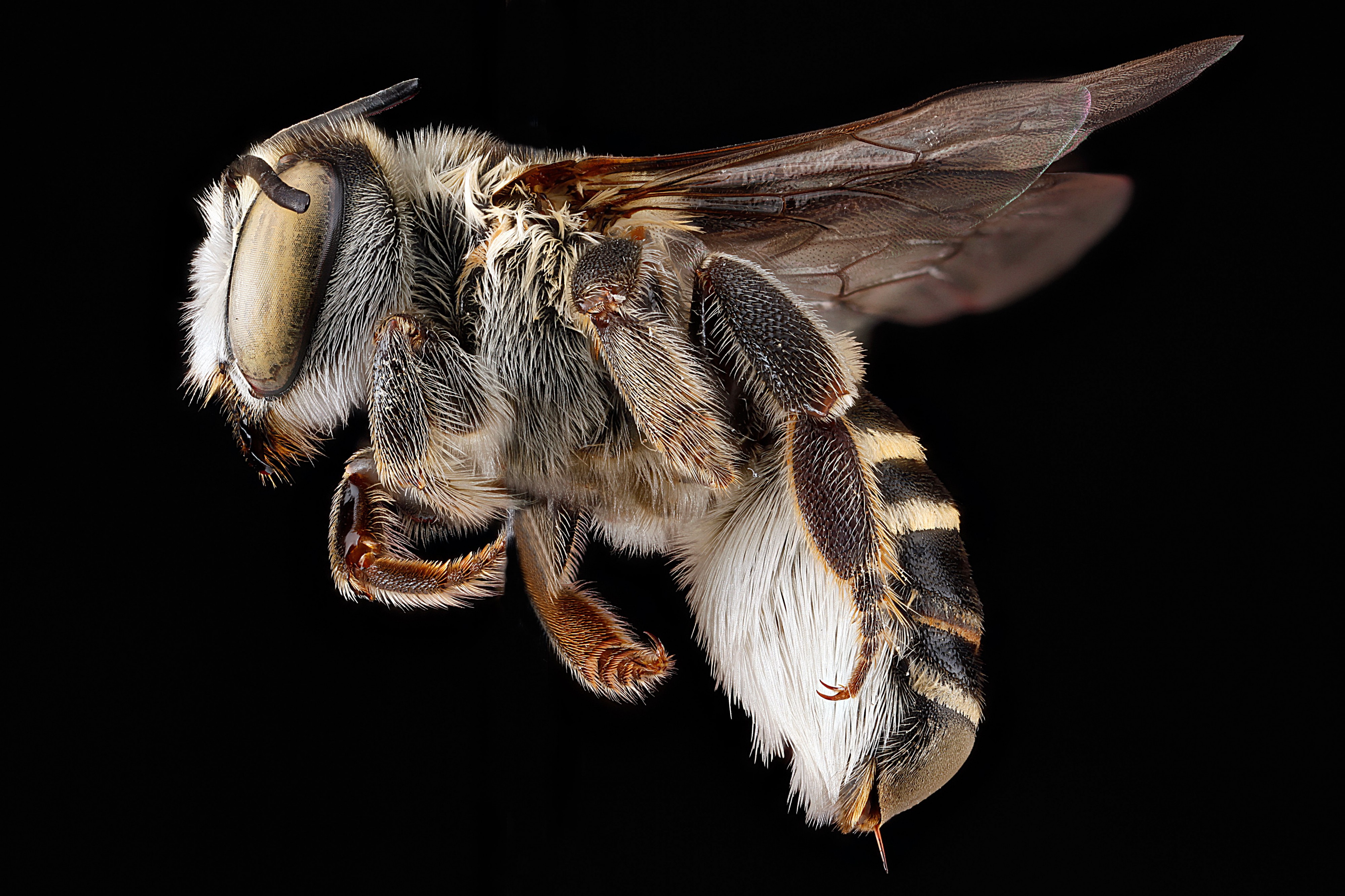 Megachile townsendiana