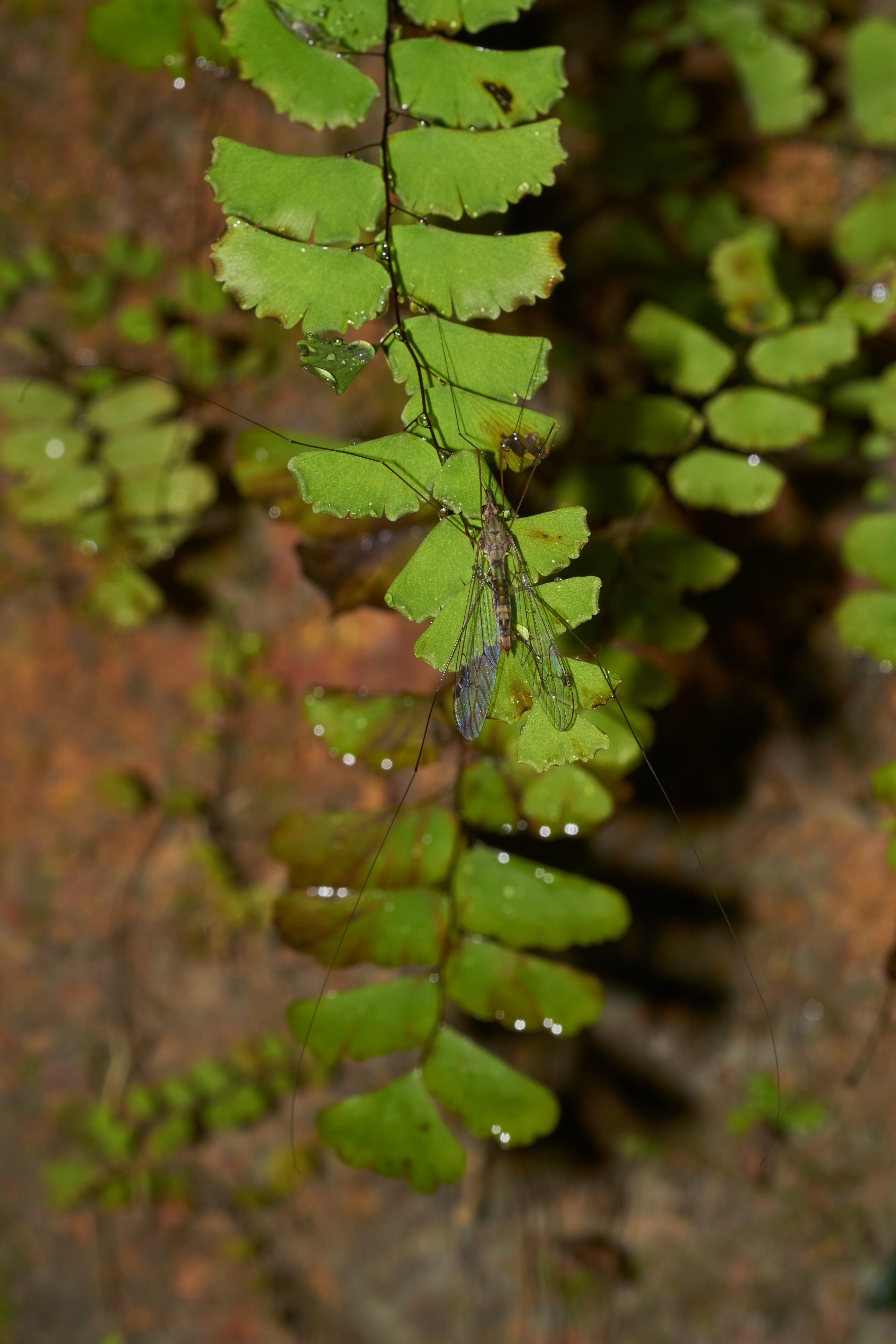 Megistocera-Kadavoor-2016-09-13-002
