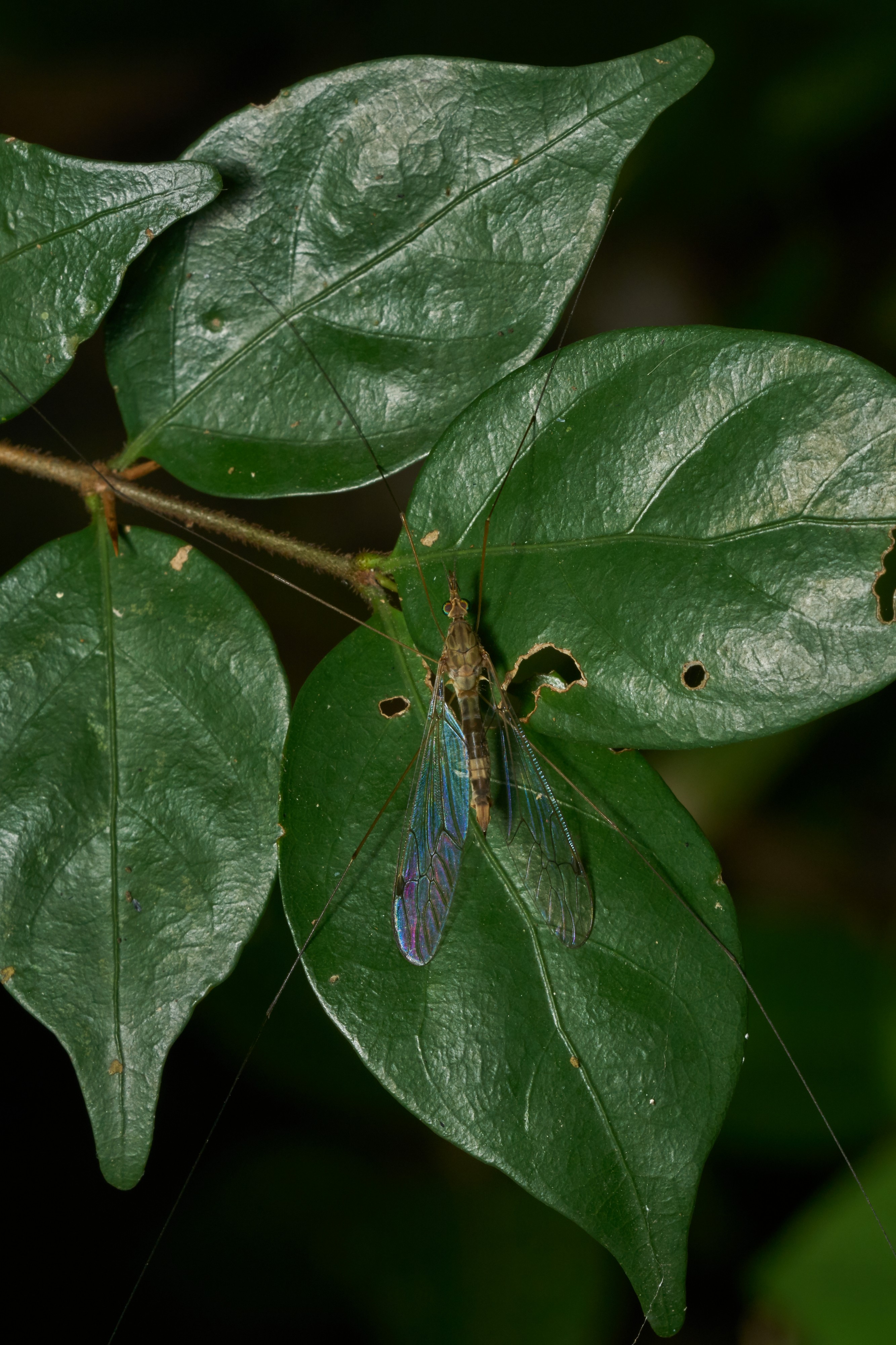 Megistocera-Kadavoor-2016-11-27-001
