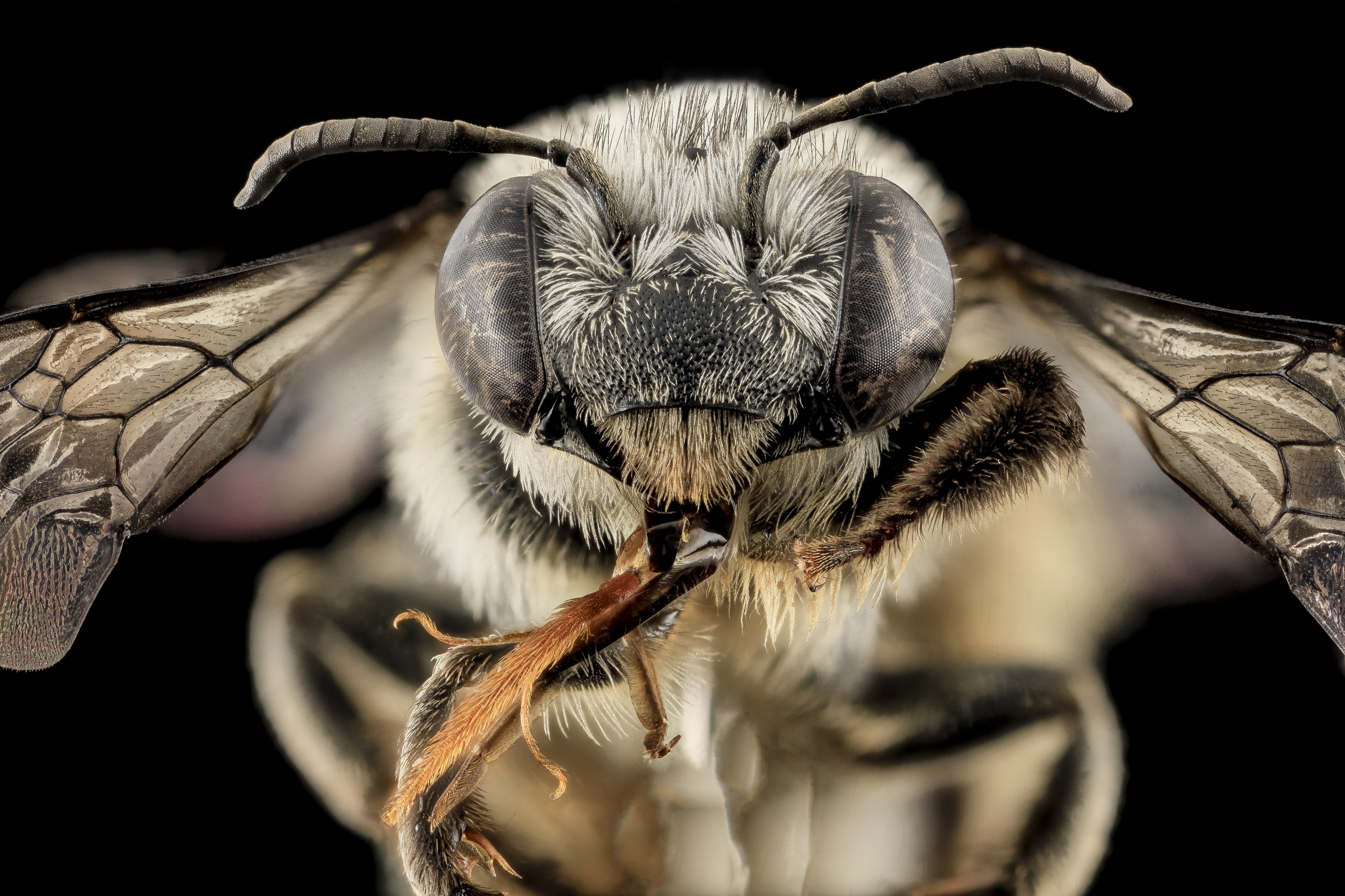 Melissodes denticulata, F, Face, Carroll Co., MD 2013-11-19-08.21.15 ZS PMax (11001874373)