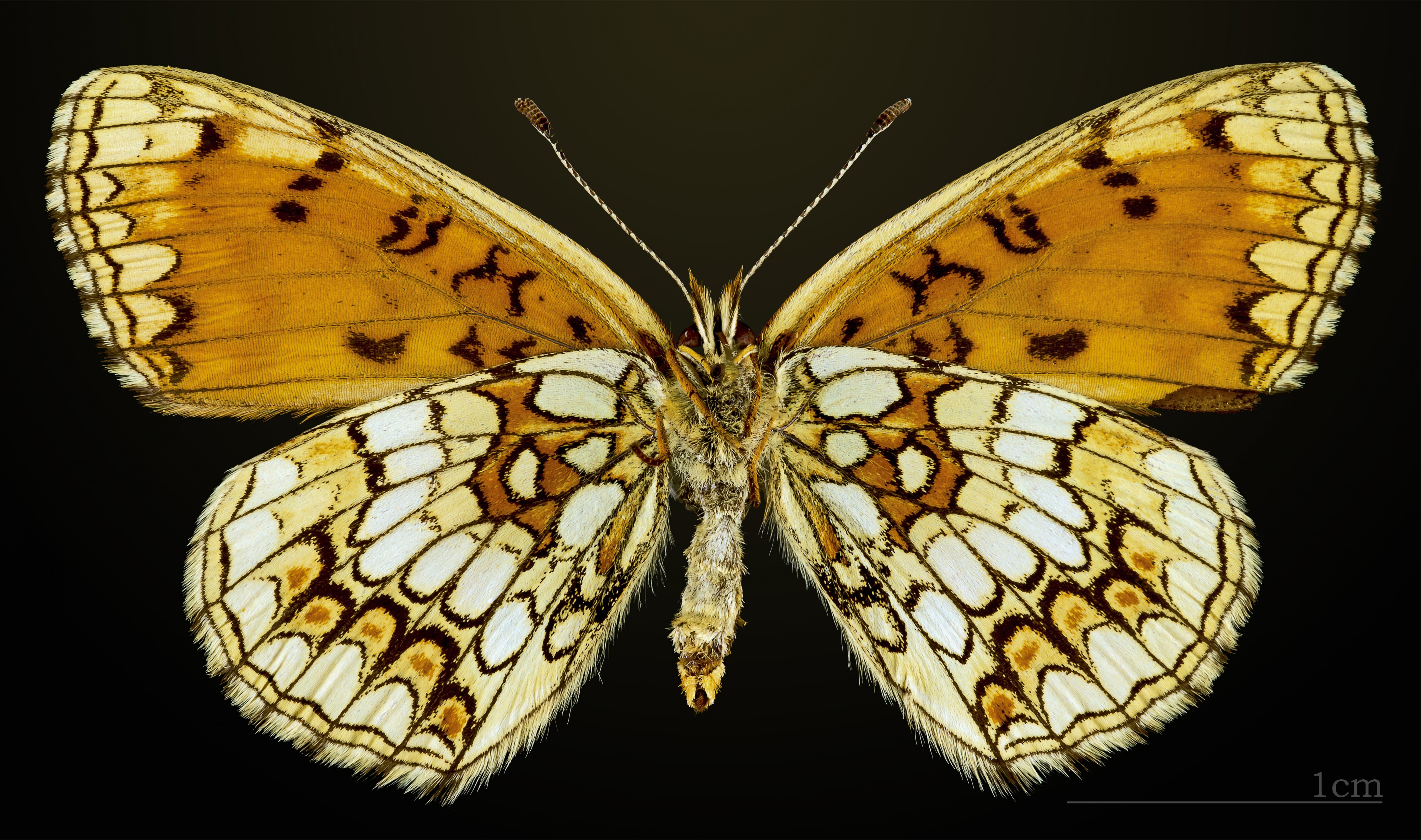 Melitaea athalia MHNT CUT 2013 3 29 Urval female ventral