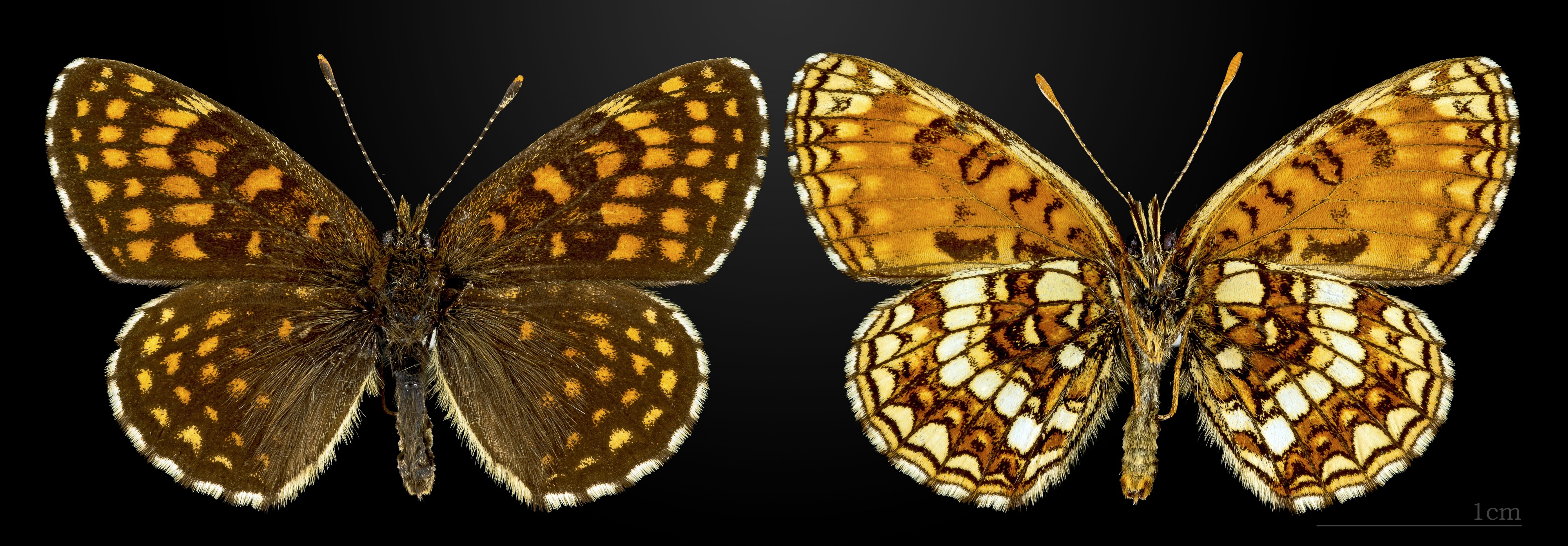 Melitaea diamina MHNT CUT 2013 3 27 Les Arques male