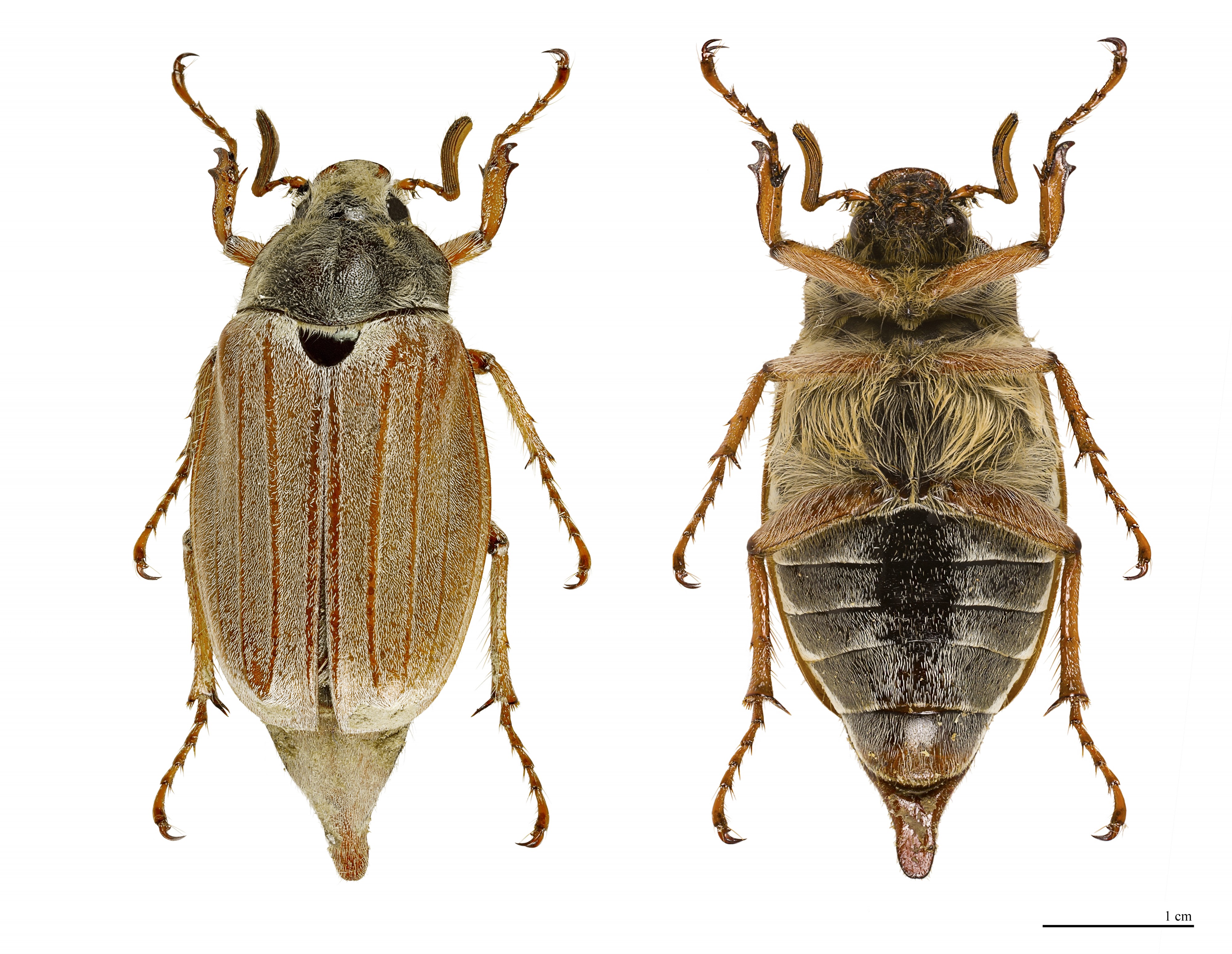 Melolontha melolontha global MHNT