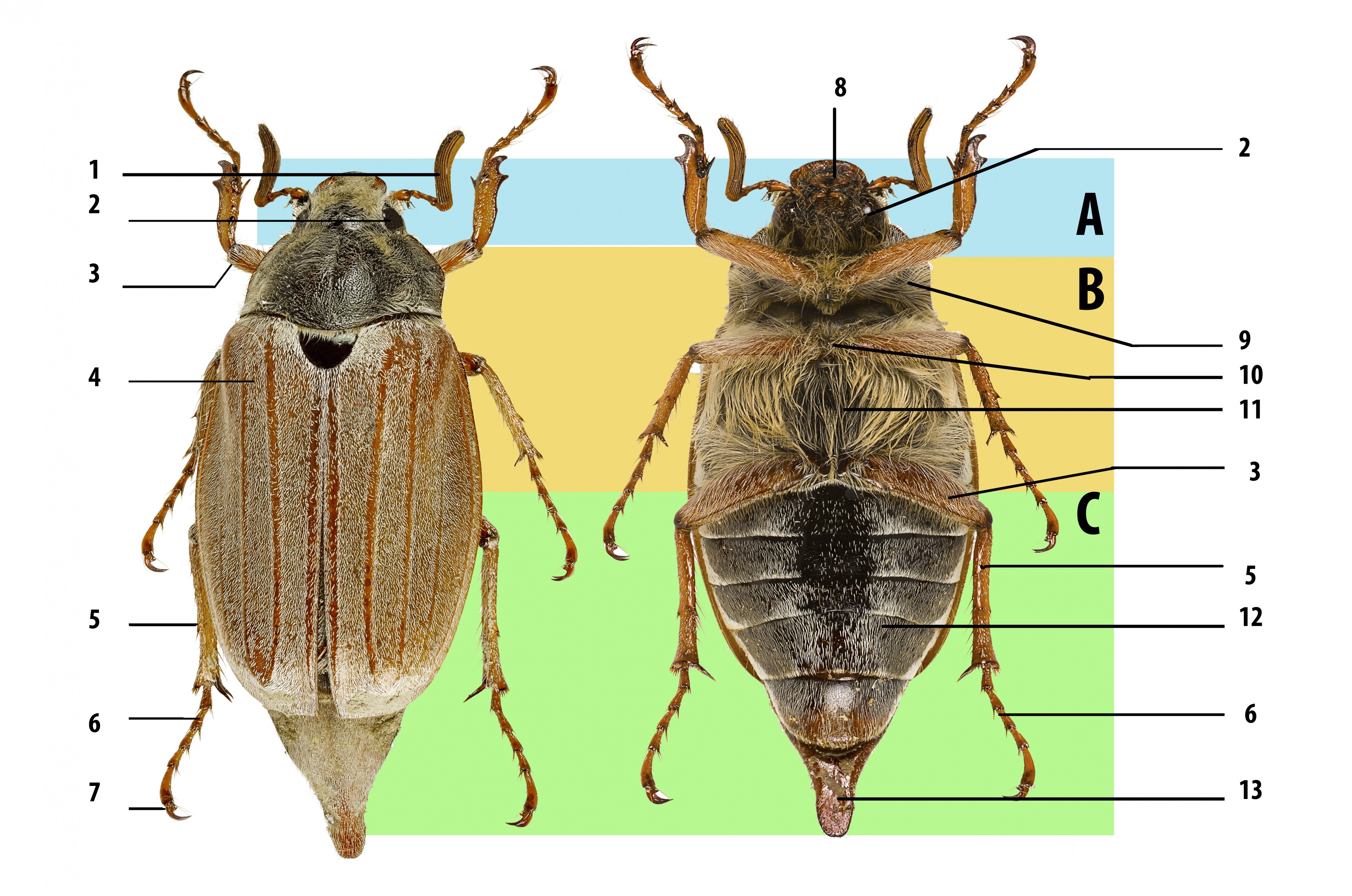 Melolontha melolontha insect morphology