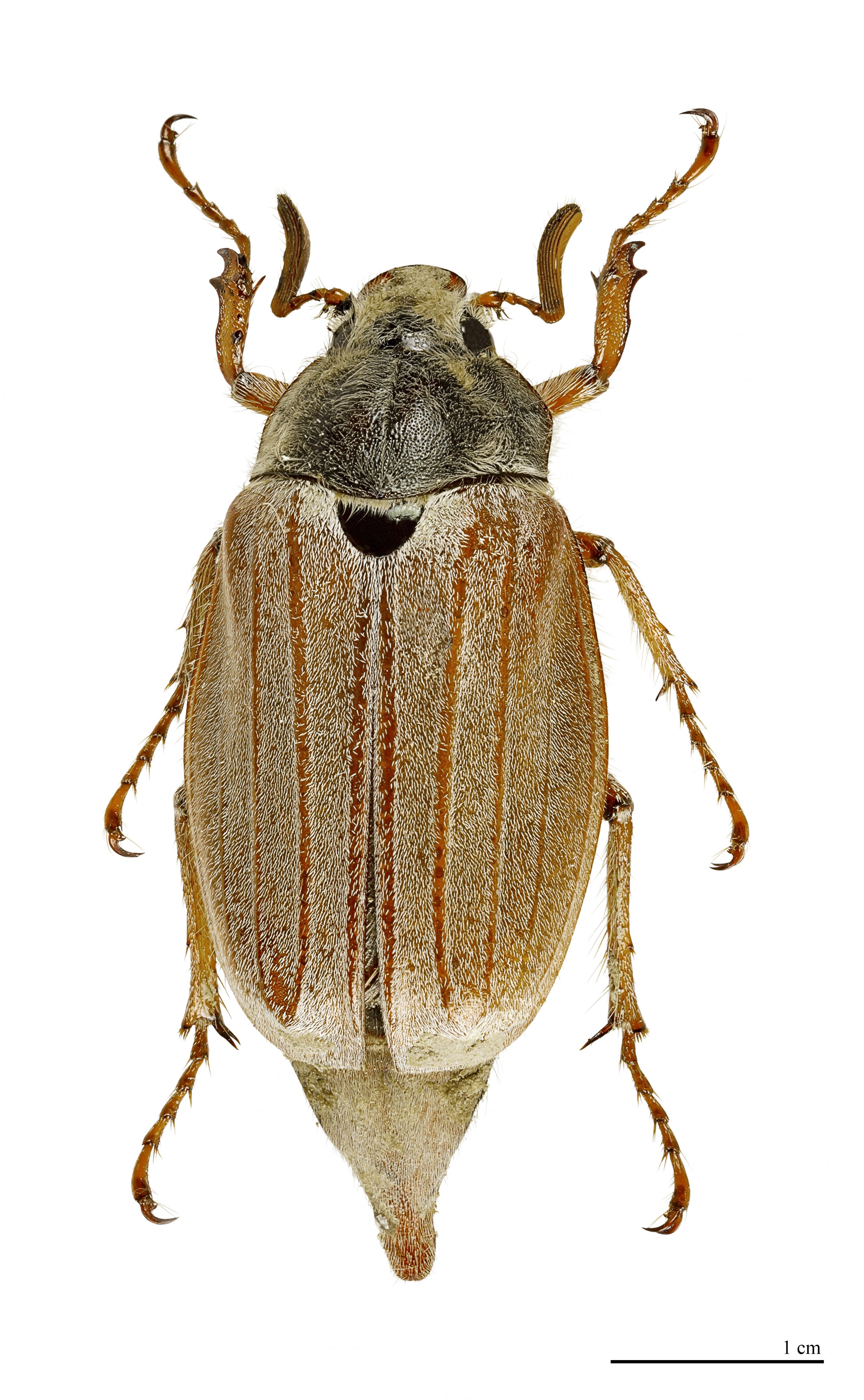 Melolontha melolontha MHNT