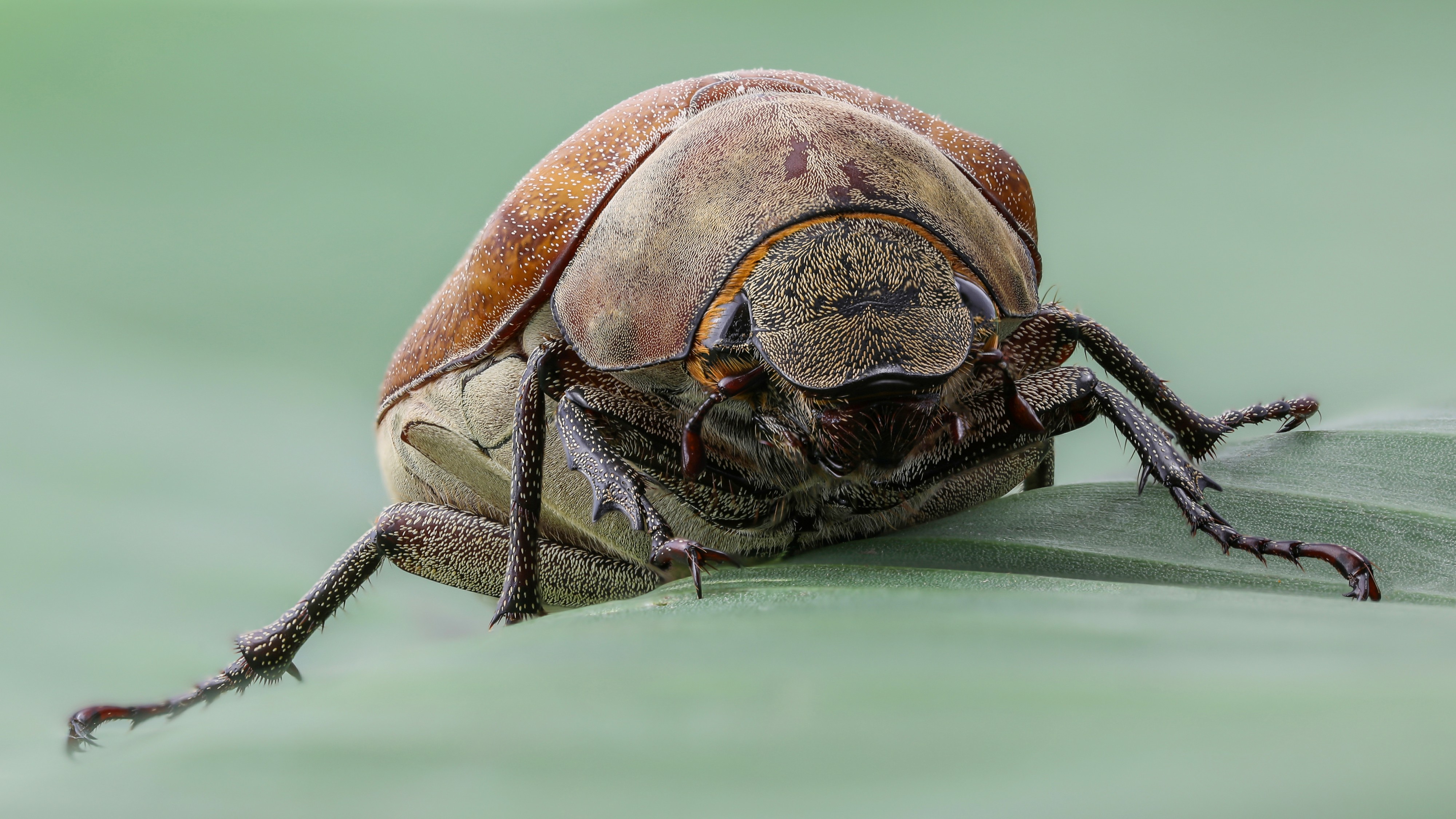 Melolonthinae on a banana leaf, front view