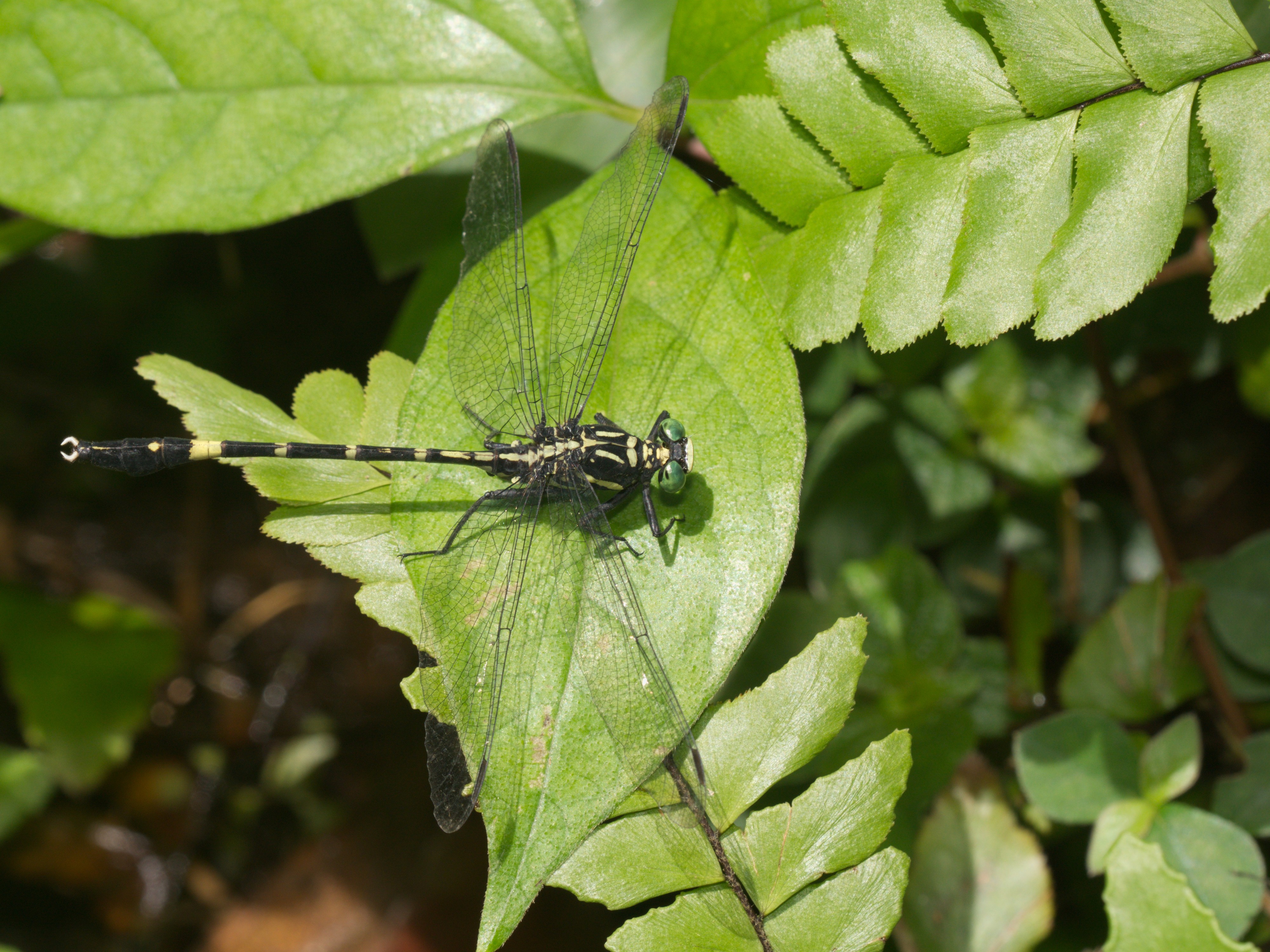 Merogomphus longistigma-Kadavoor-2016-06-19-001