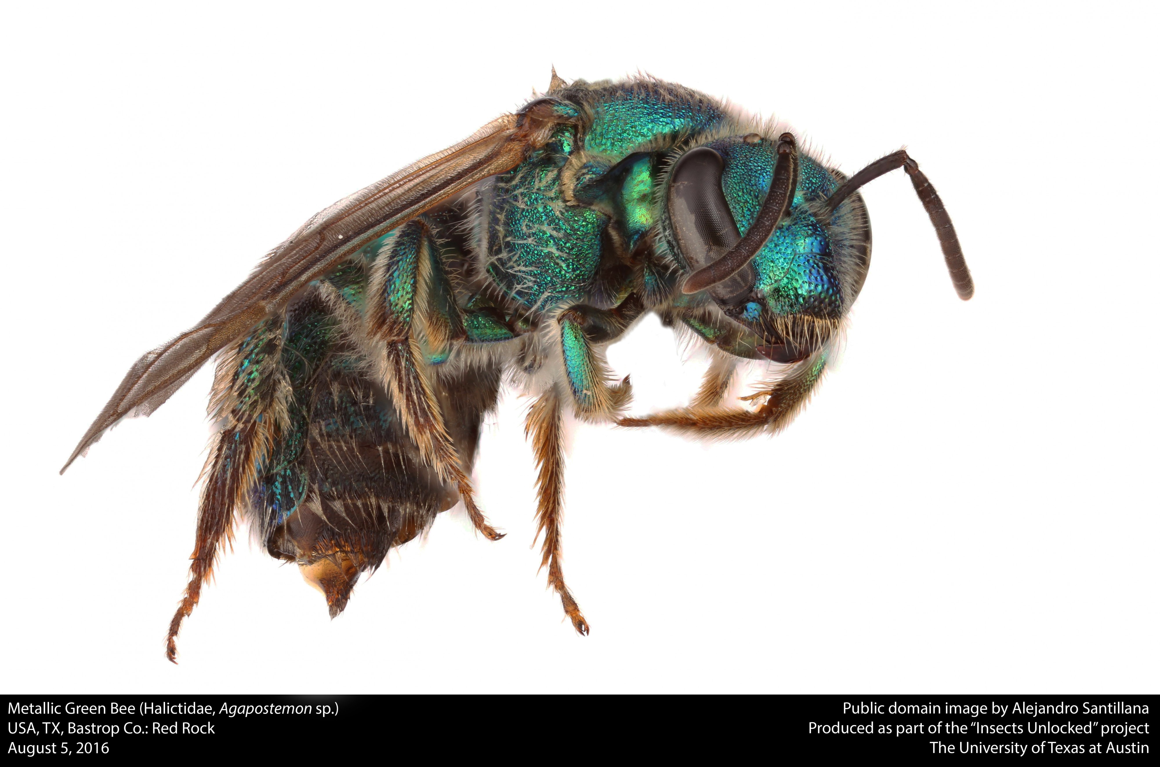 Metallic Green Bee (Halictidae, Agapostemon sp.) (28864307111)