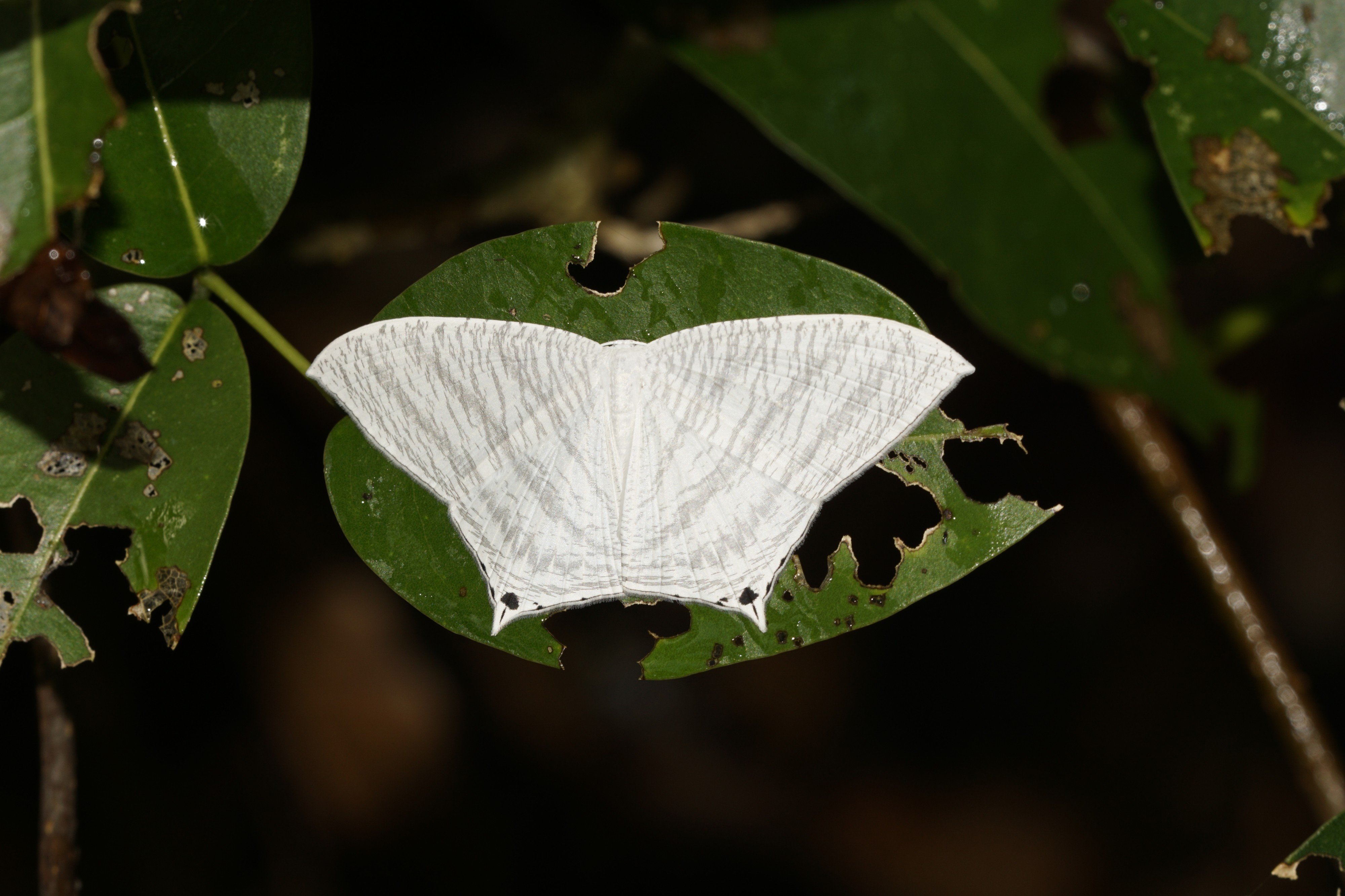 Micronia aculeata 8156