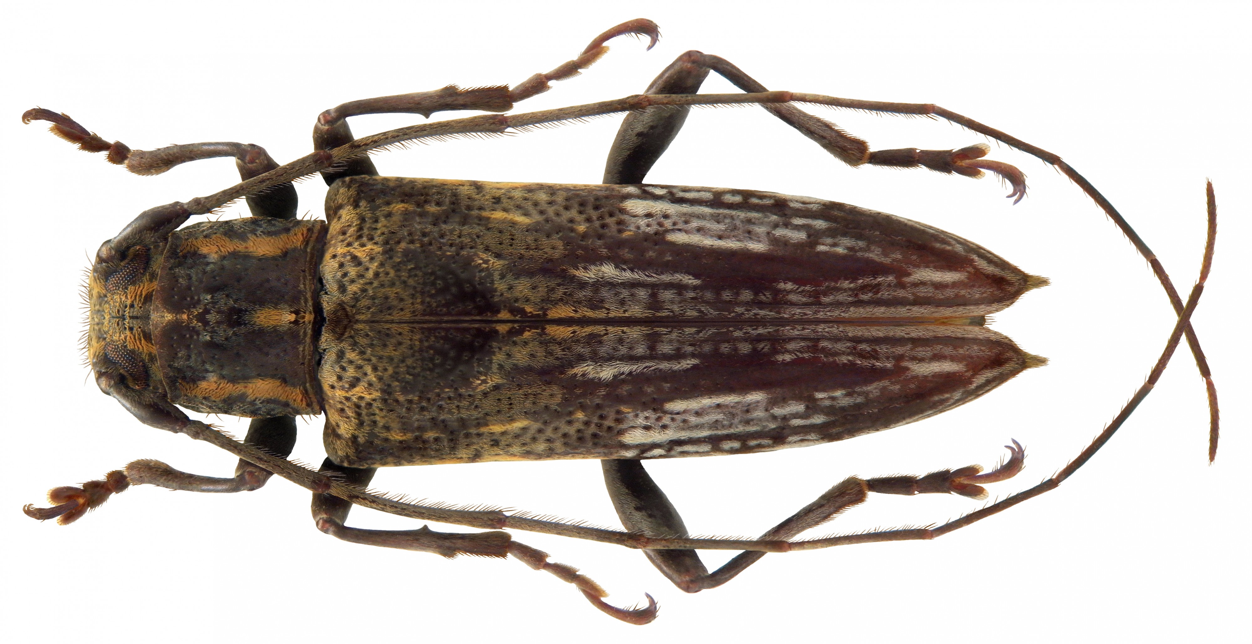 Mimosybra postlineata Hüdepohl, 1994 male (4364651549)