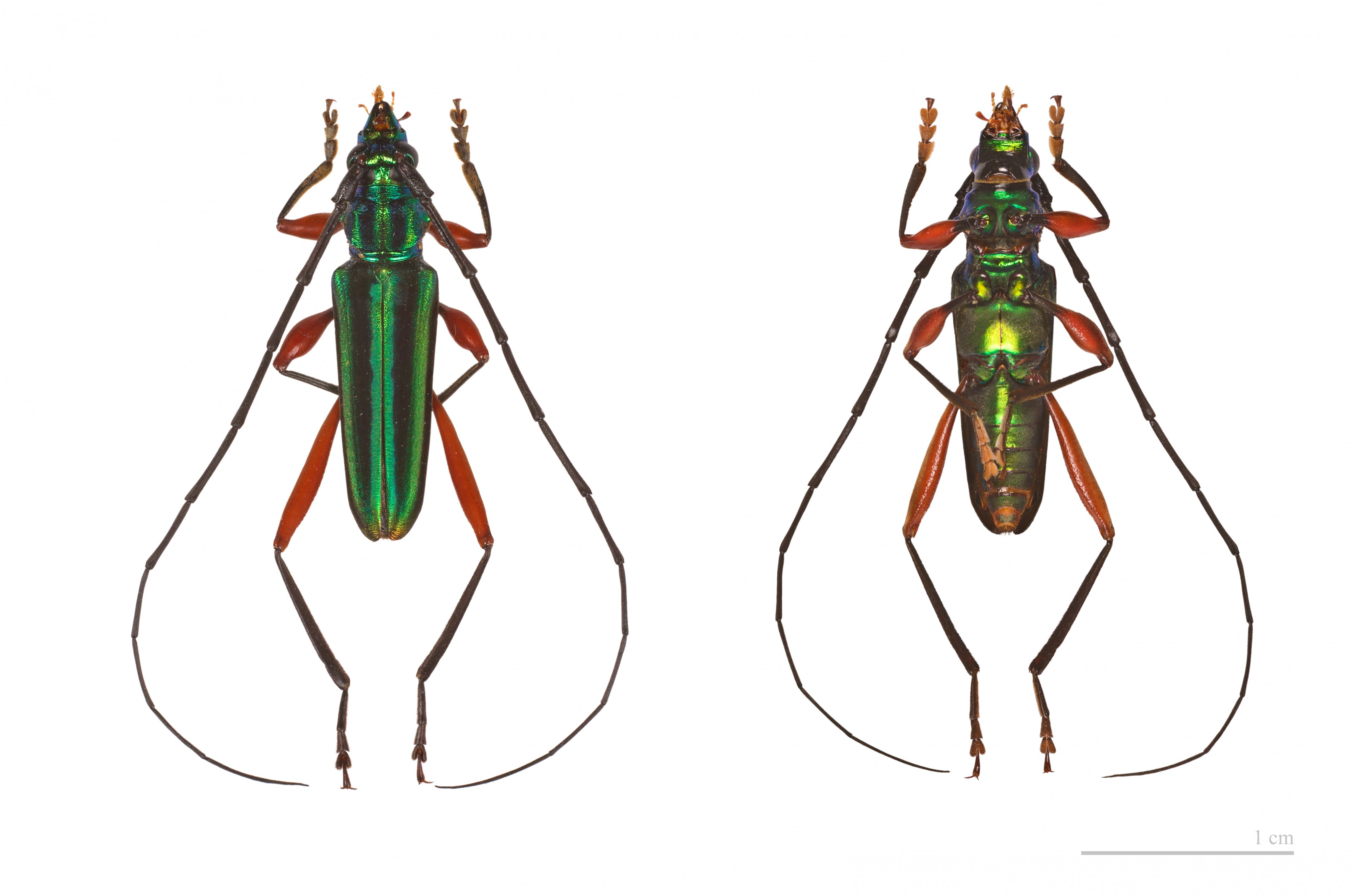 Mionochroma aureotinctum MHNT male 2 faces