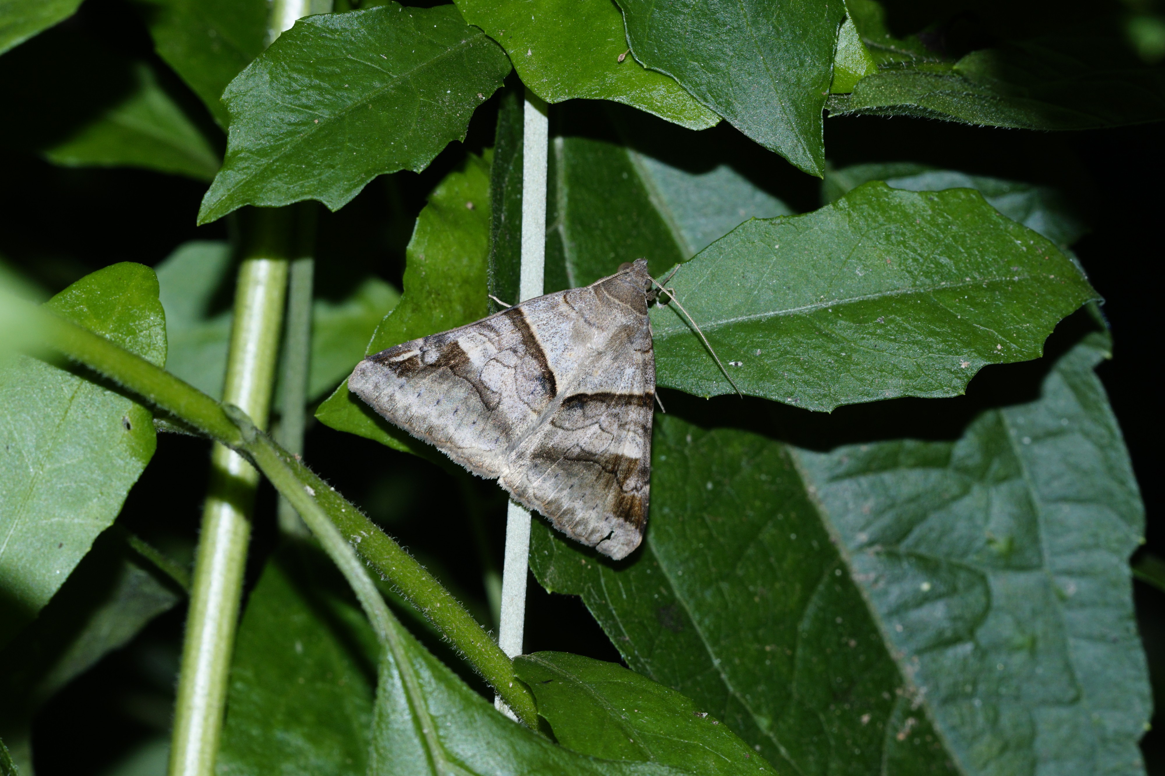 Mocis sp 6130