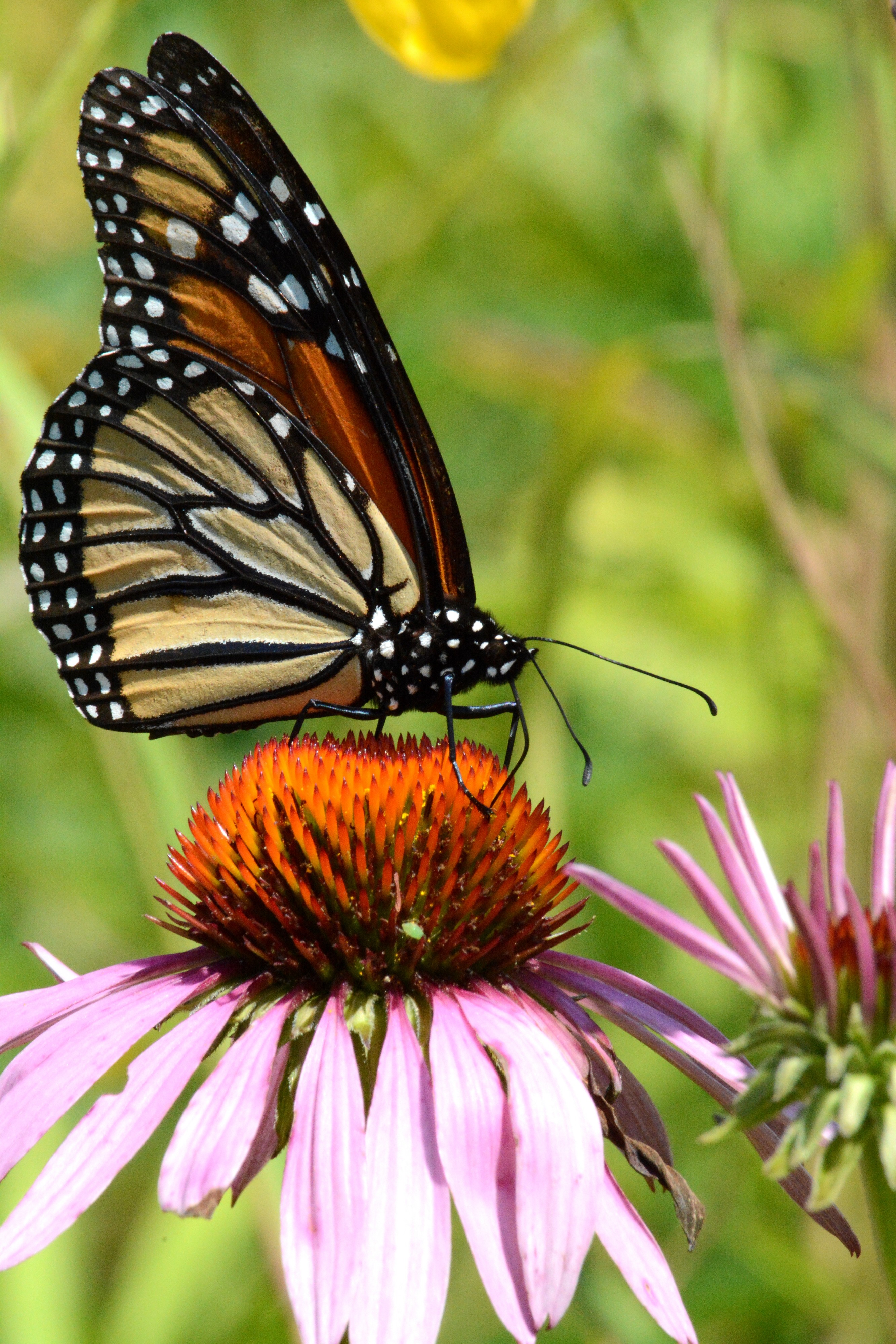 Monarch on purple coneflower (25139512762)