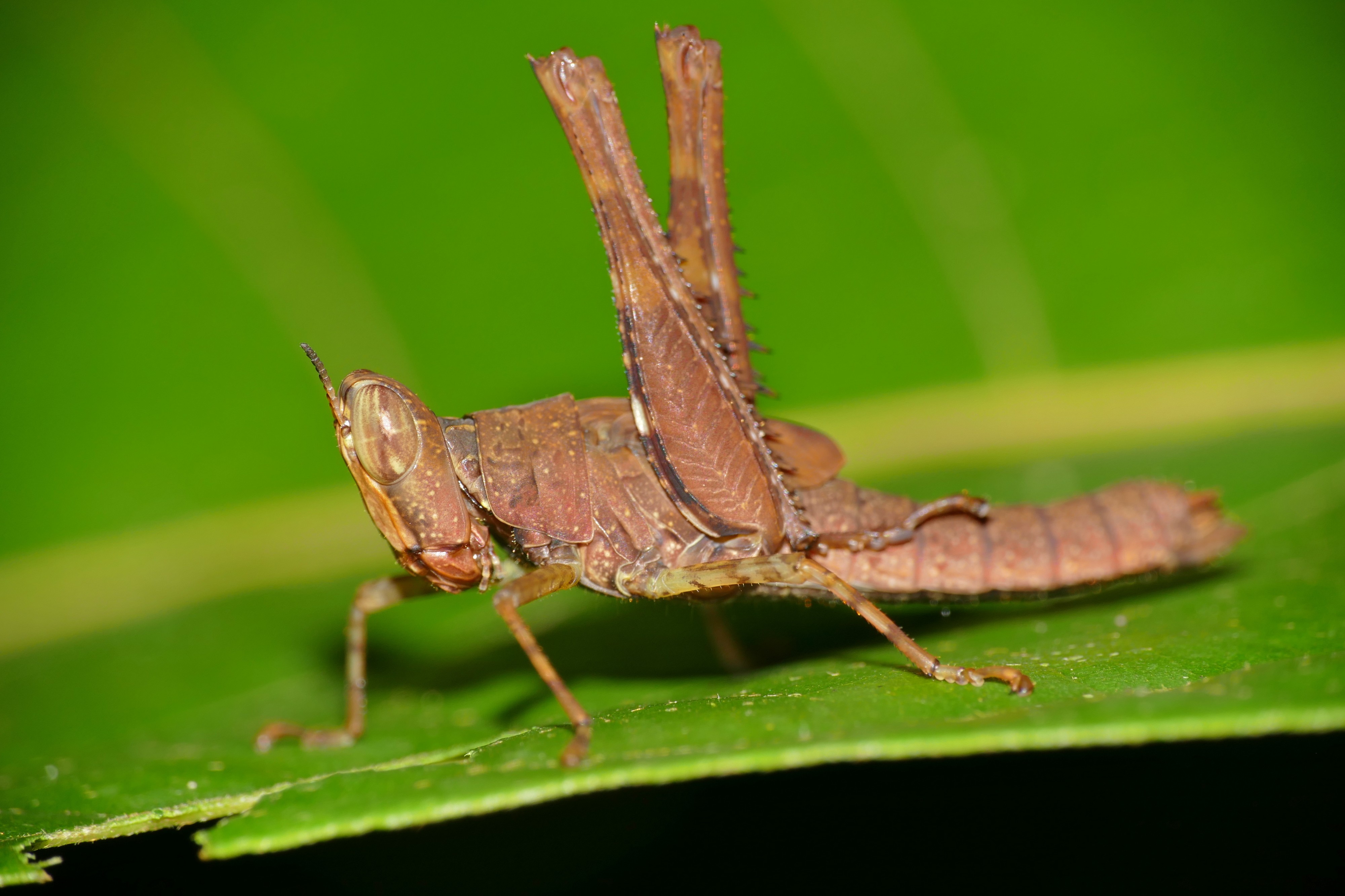 Monkey Hopper (Erucius sp.) nymph (23213361819)