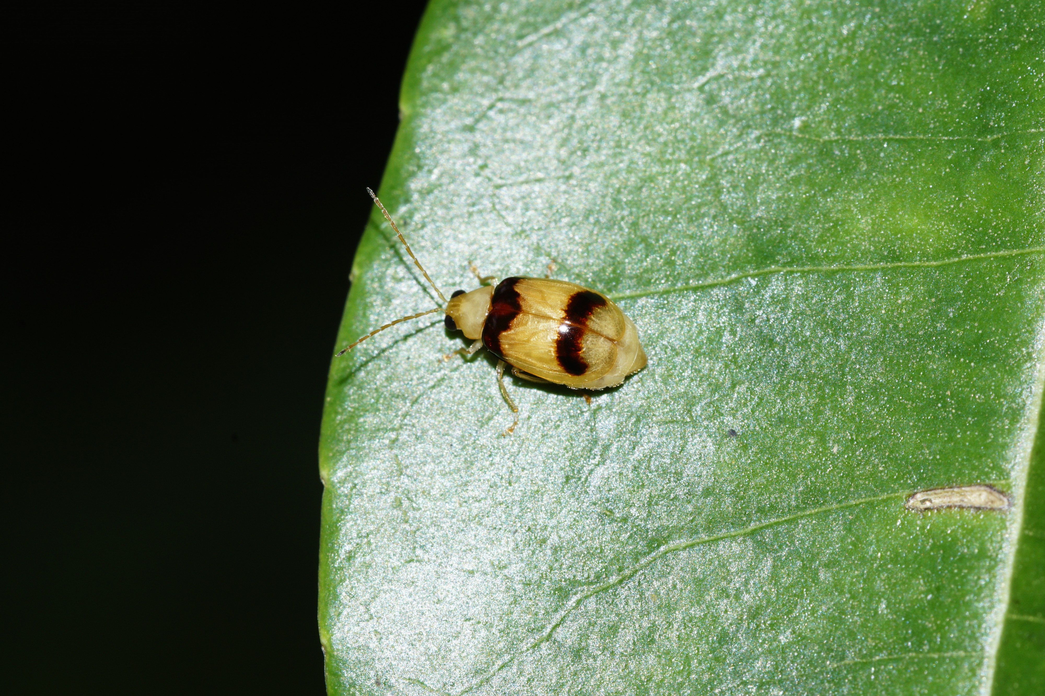 Monolepta bifasciatat 1089