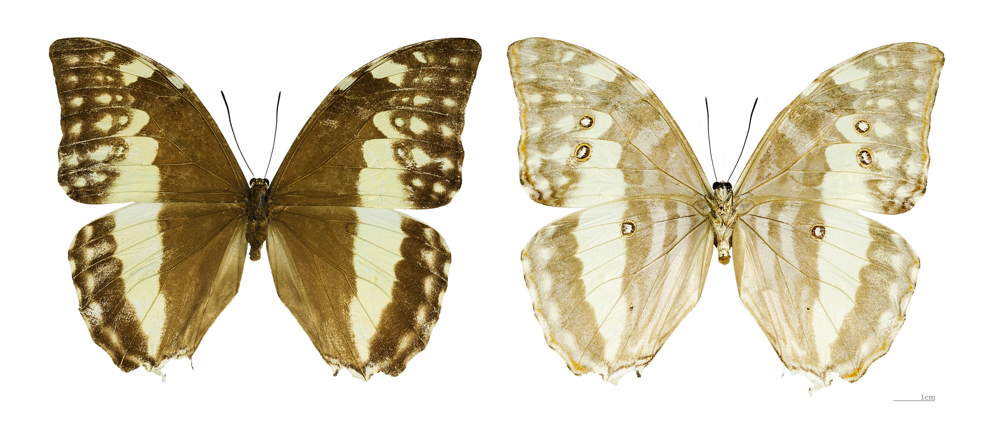 Morpho eugenia eugenia MHNT femelle