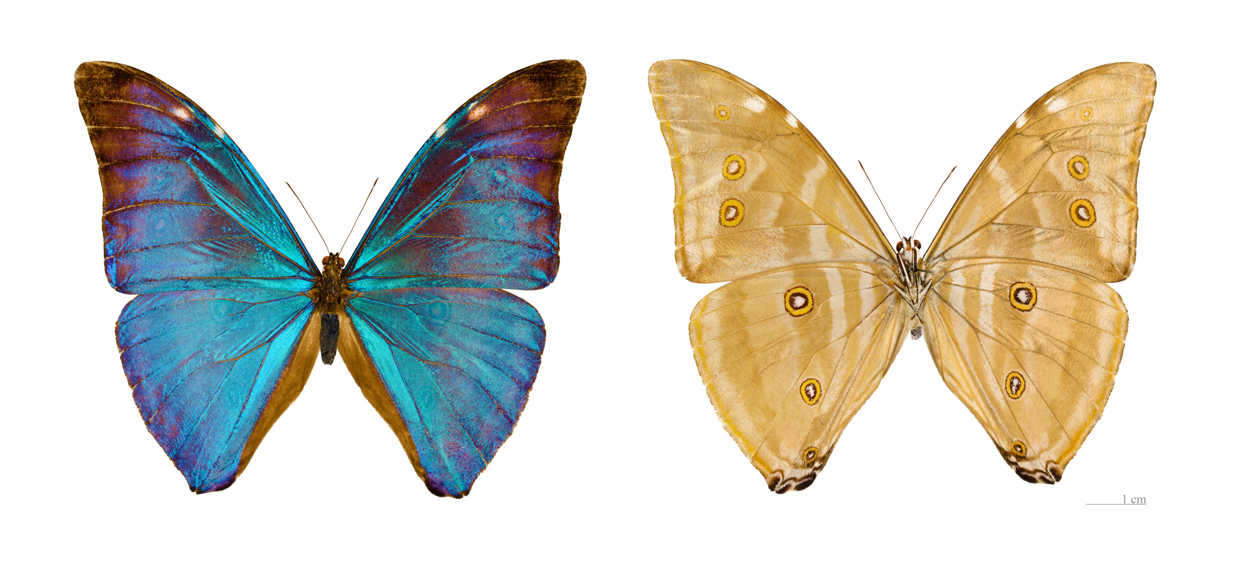 Morpho marcus MHNT