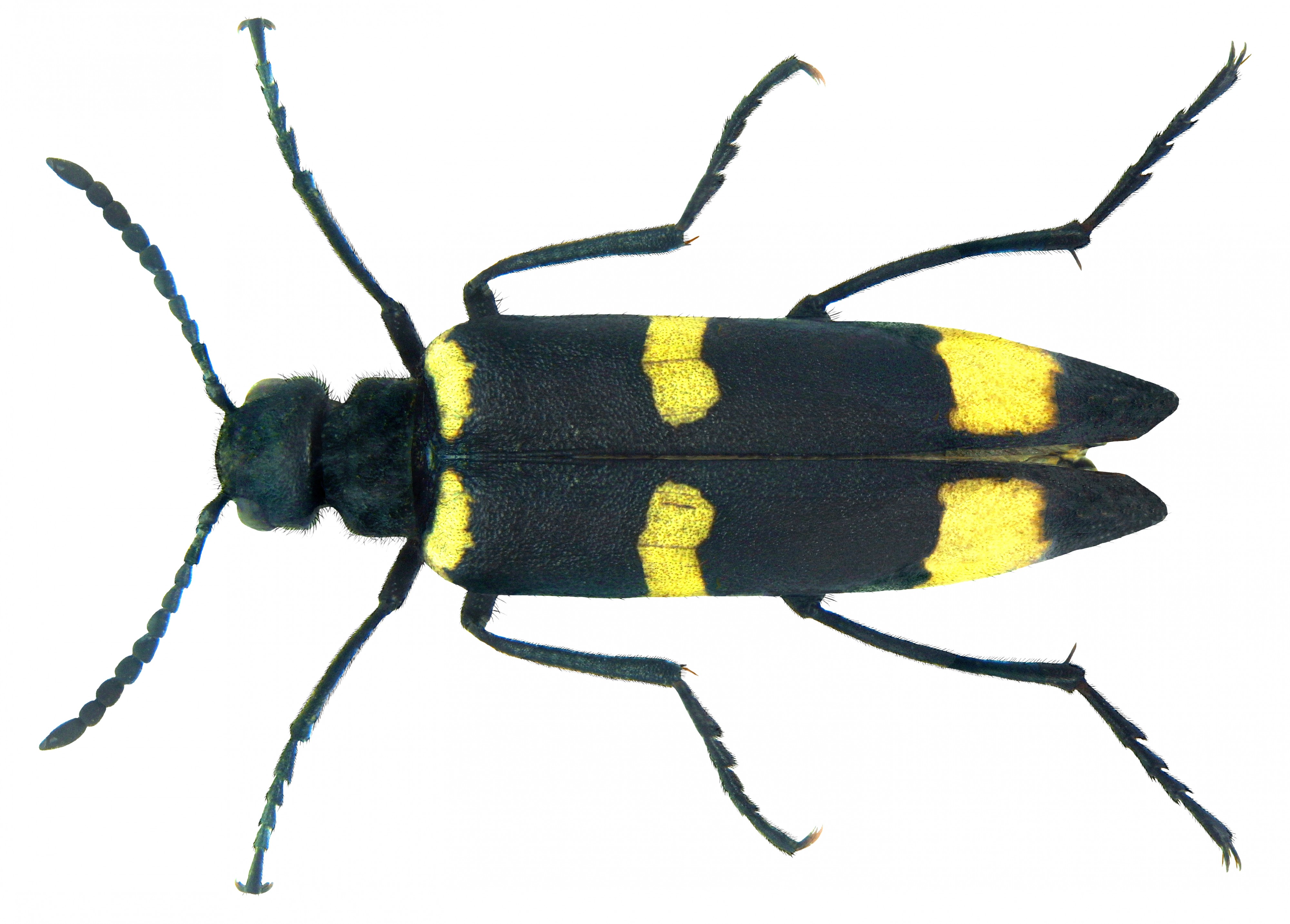 Mylabris damascena Reiche, 1865