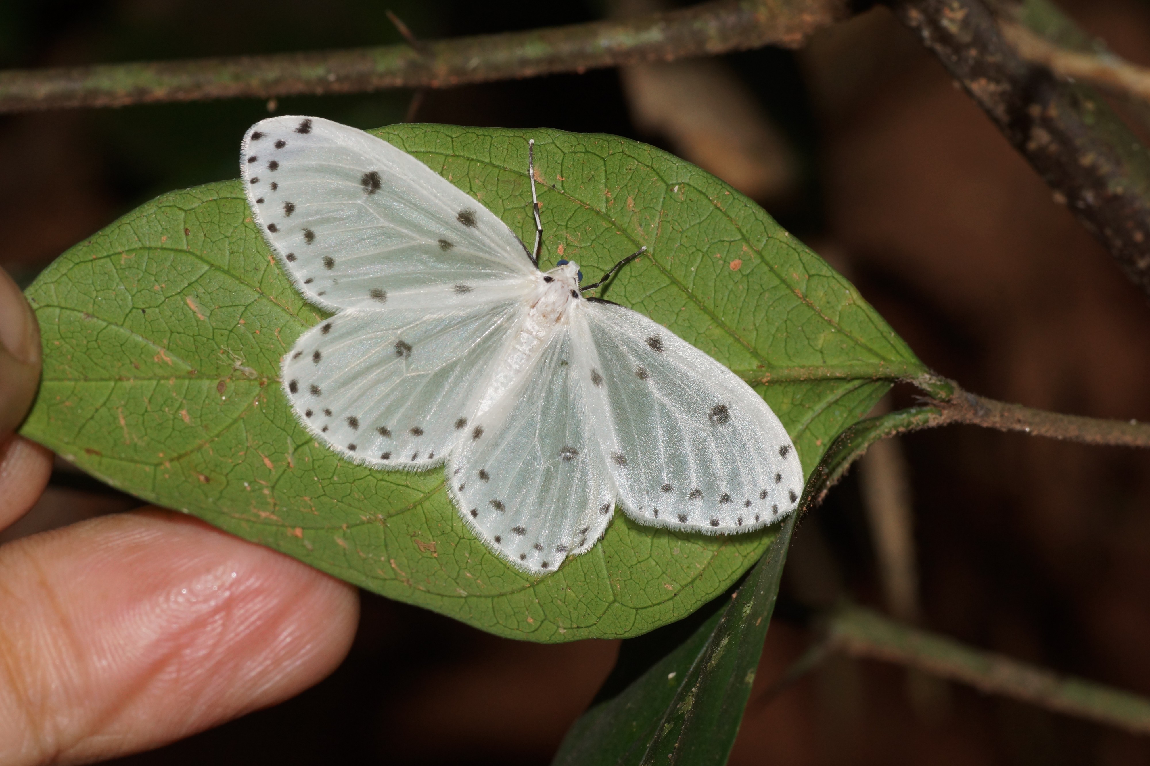Naxa textilis 03557