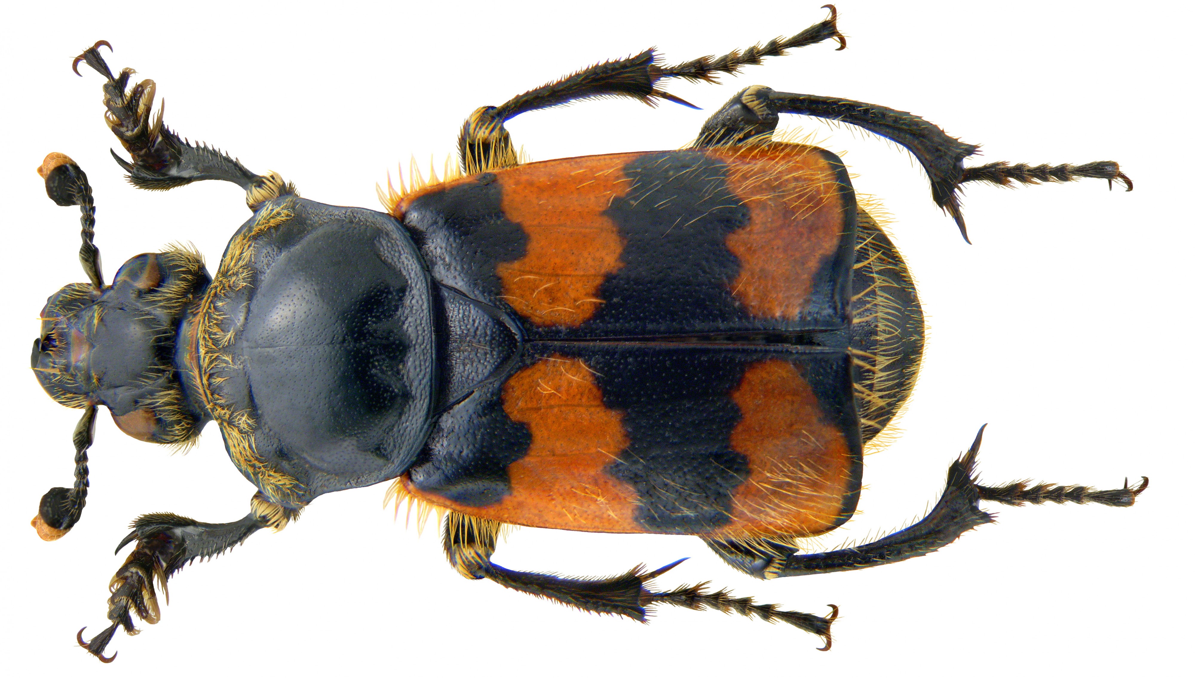 Necrophorus vespillo (Linné, 1758) male (3296105414)