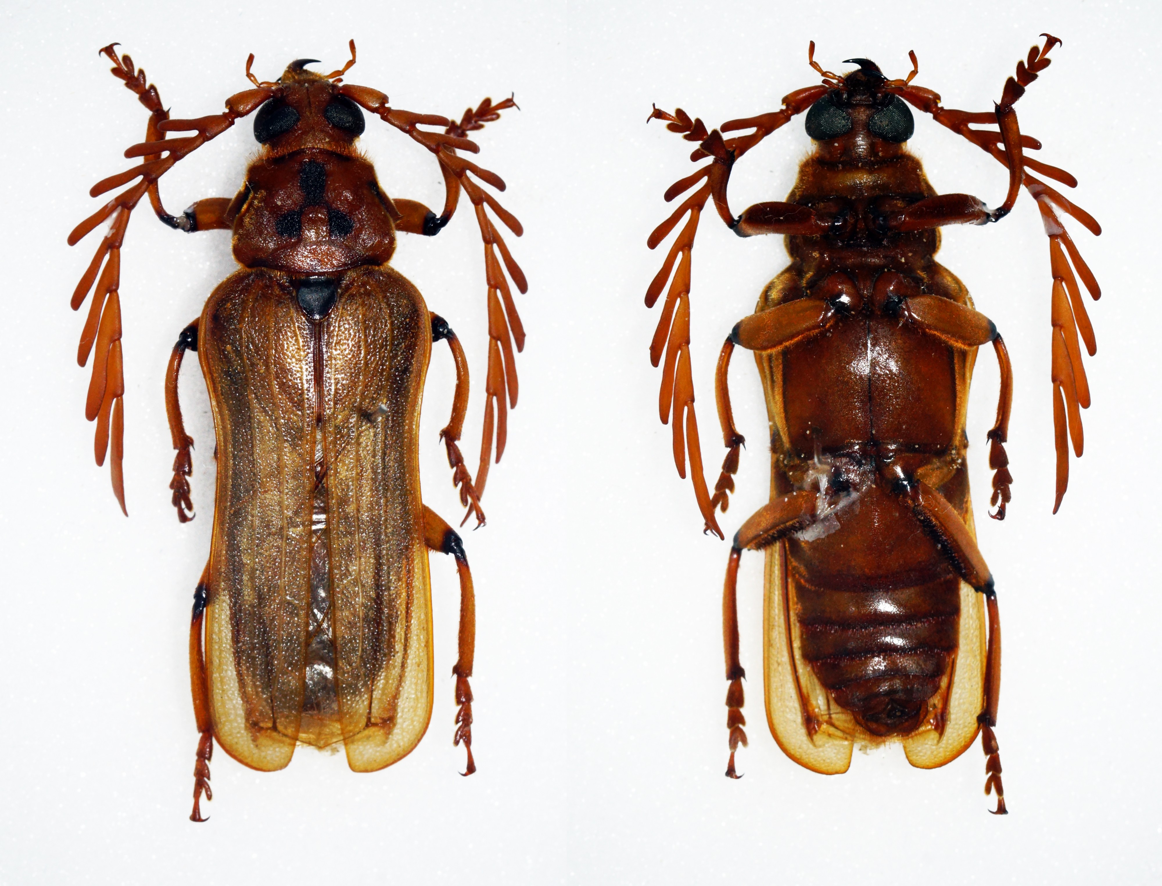 Neoclosterus curvipes (30716628082)