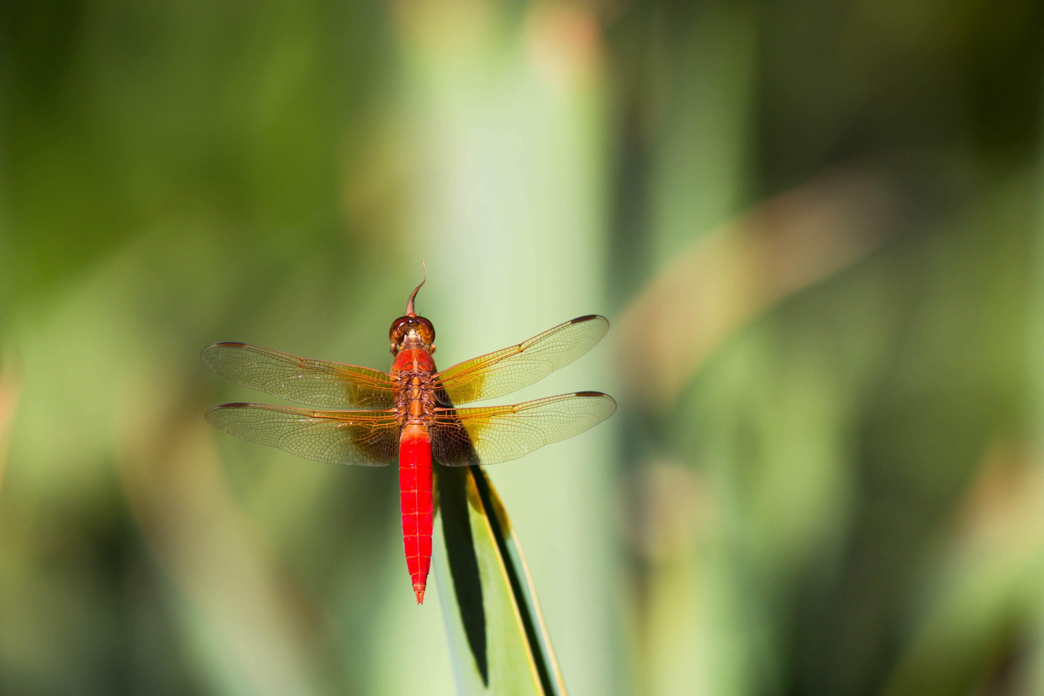 Neon Skimmer (22941791054)