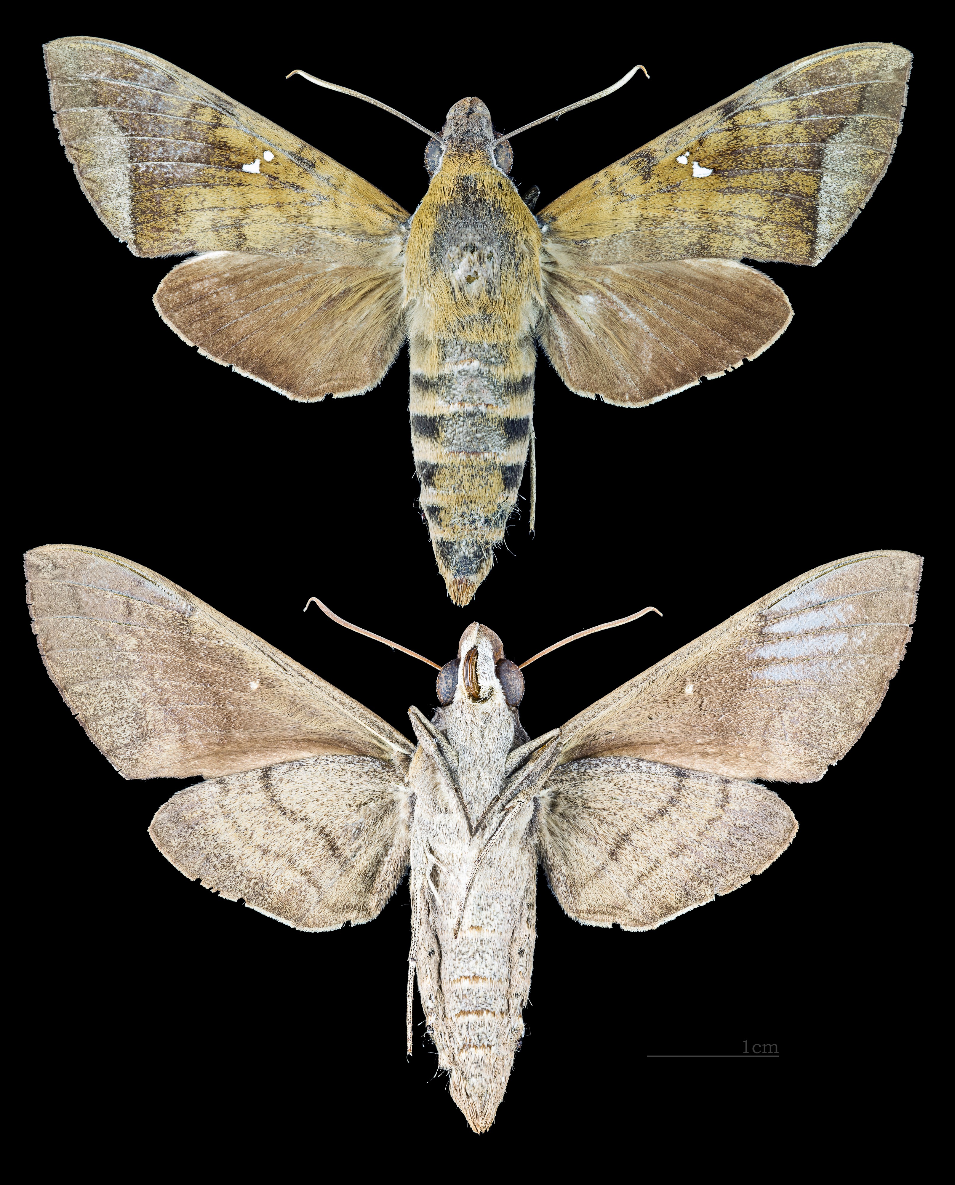 Nephele hespera MHNT CUT 2010 0 141 Sumatra female