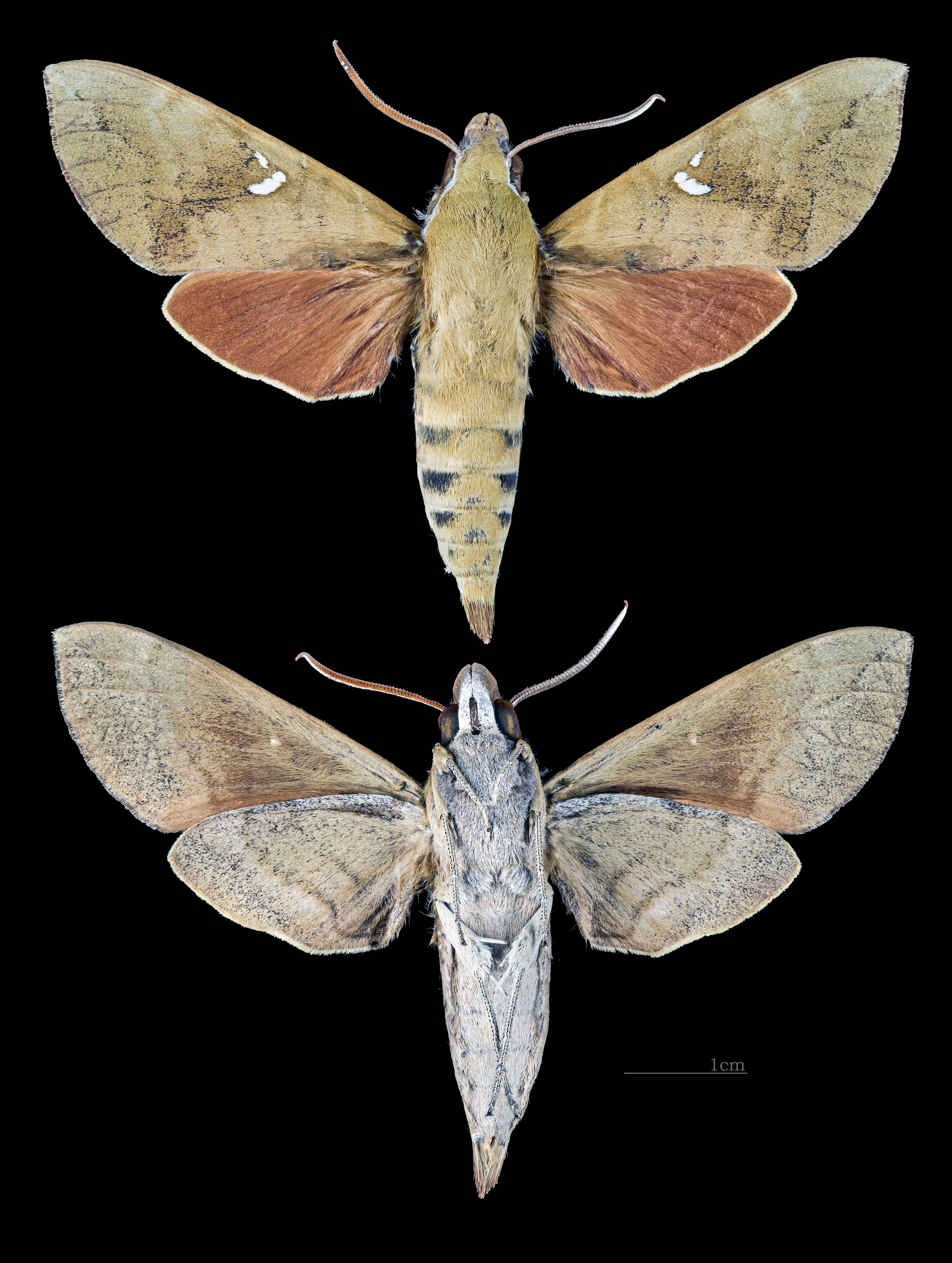 Nephele subvaria MHNT CUT 2010 0 141 Queensland male