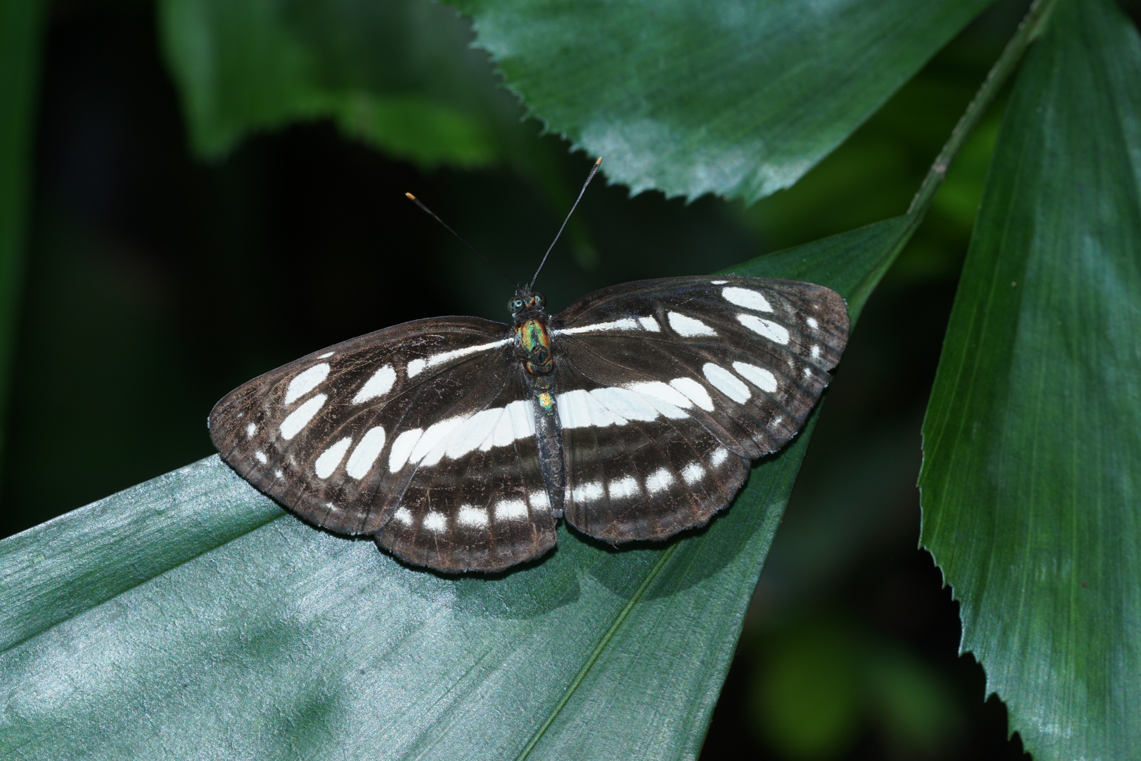 Neptis hylas 04748