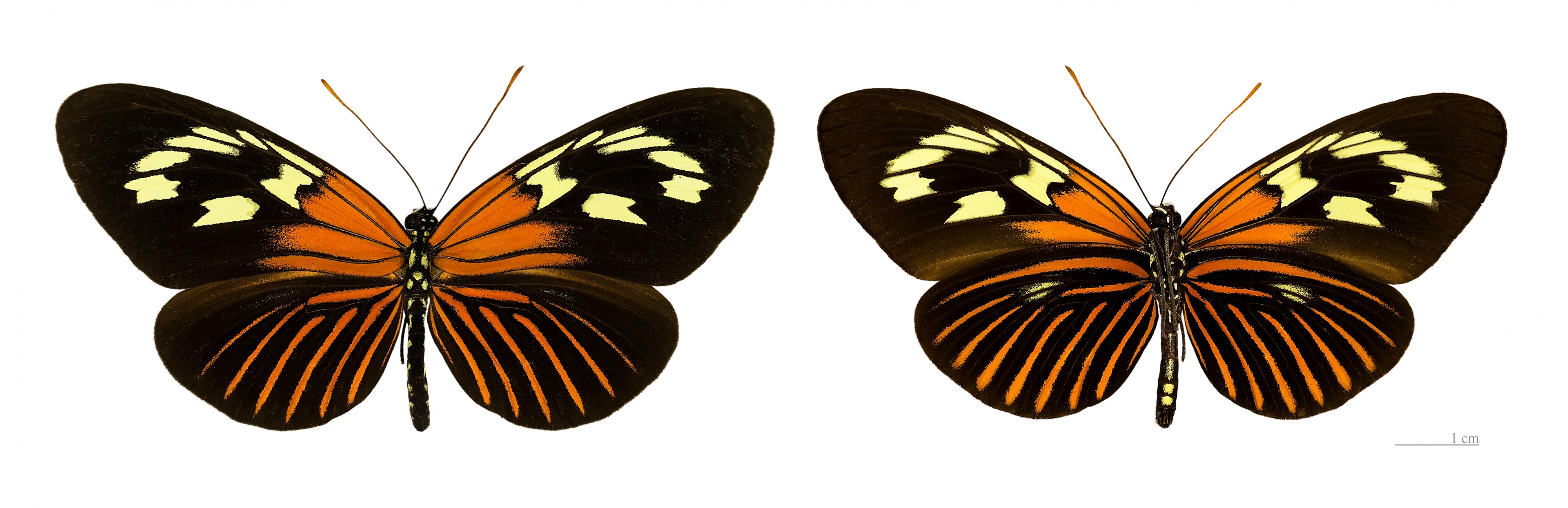 Neruda aoede aoede MHNT