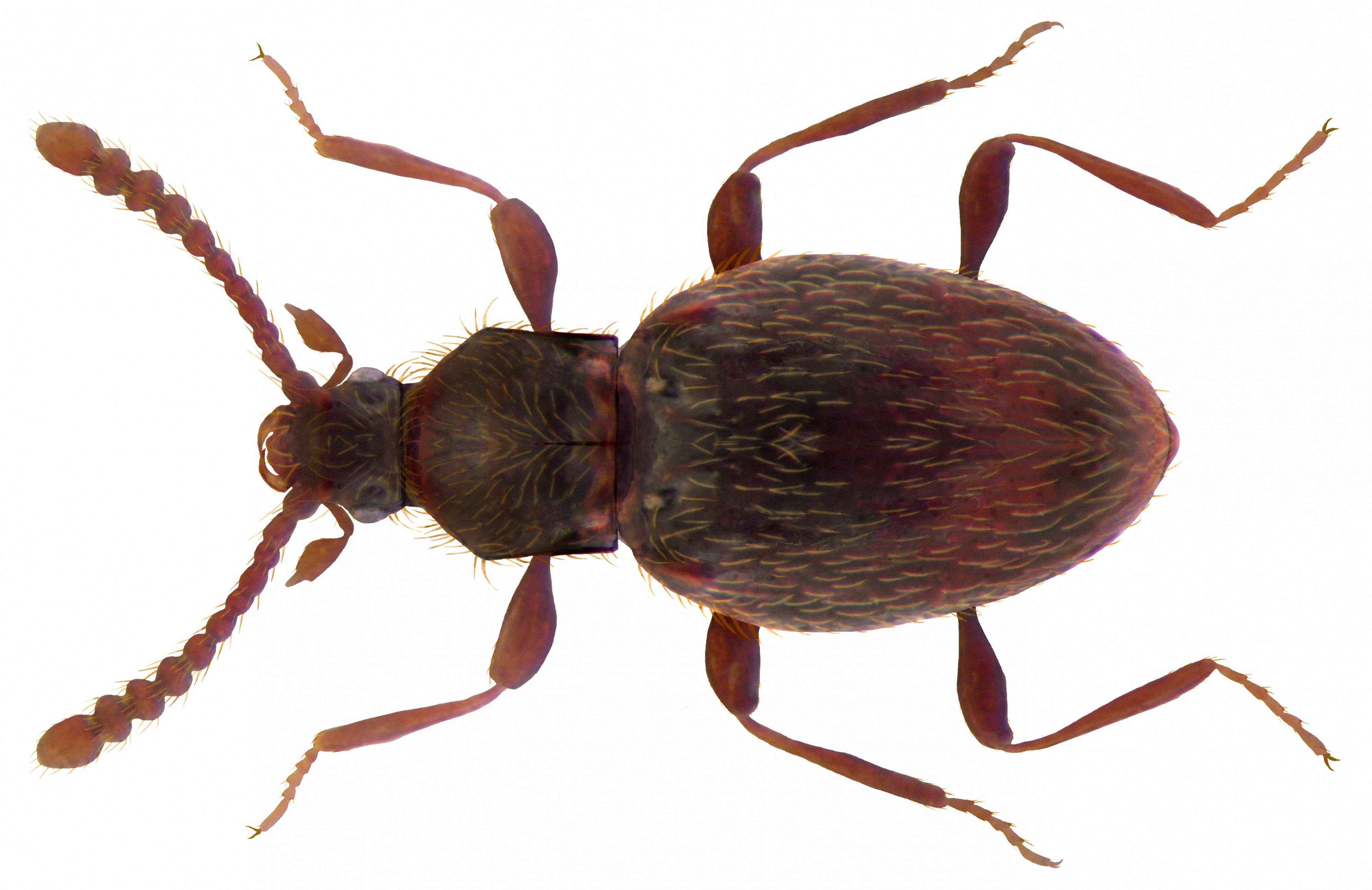 Neuraphes elongatulus (Müller & Kunze, 1822) (4225202019) (2)