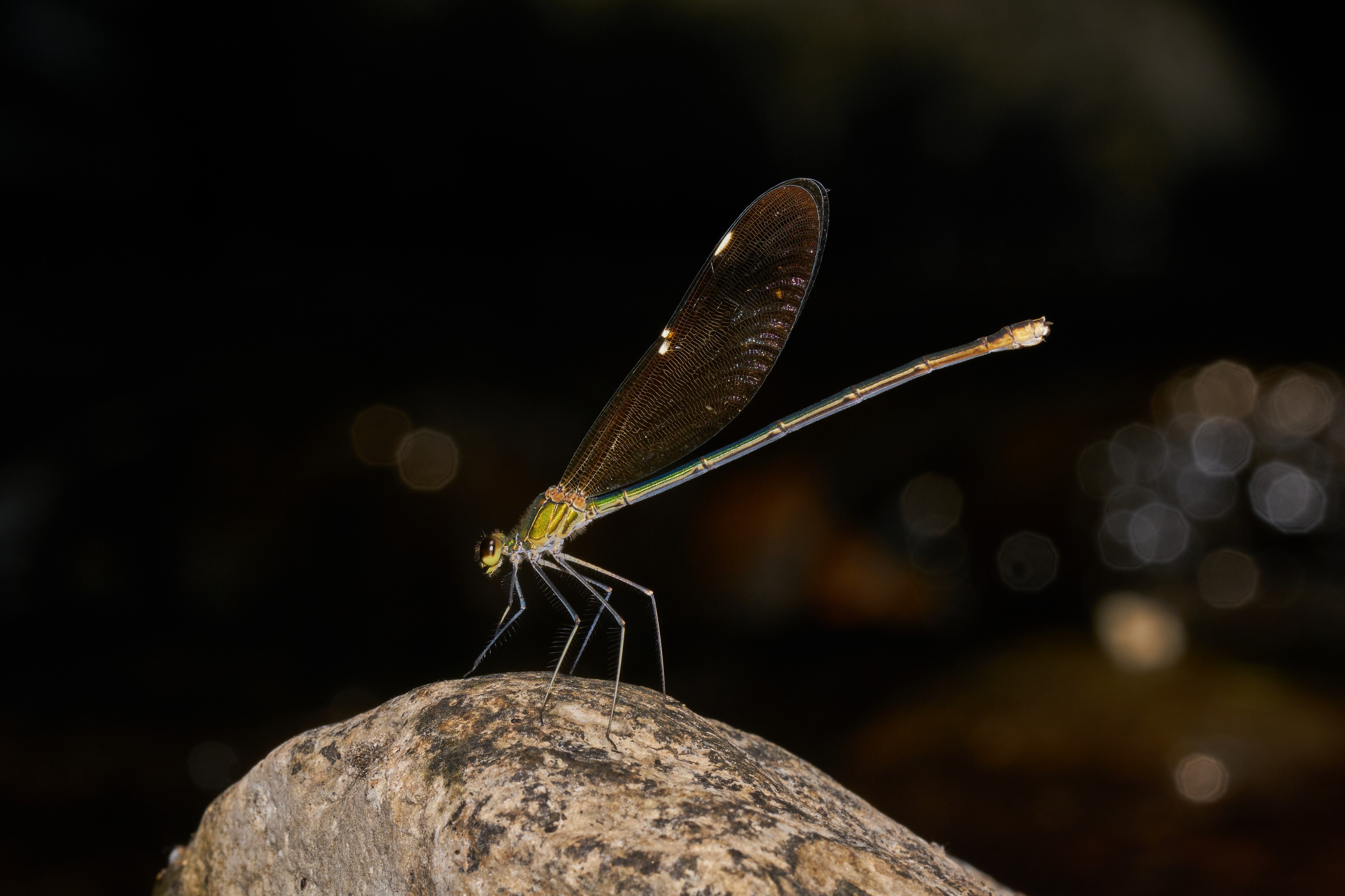 Neurobasis chinensis-Aralam-2016-10-29-003
