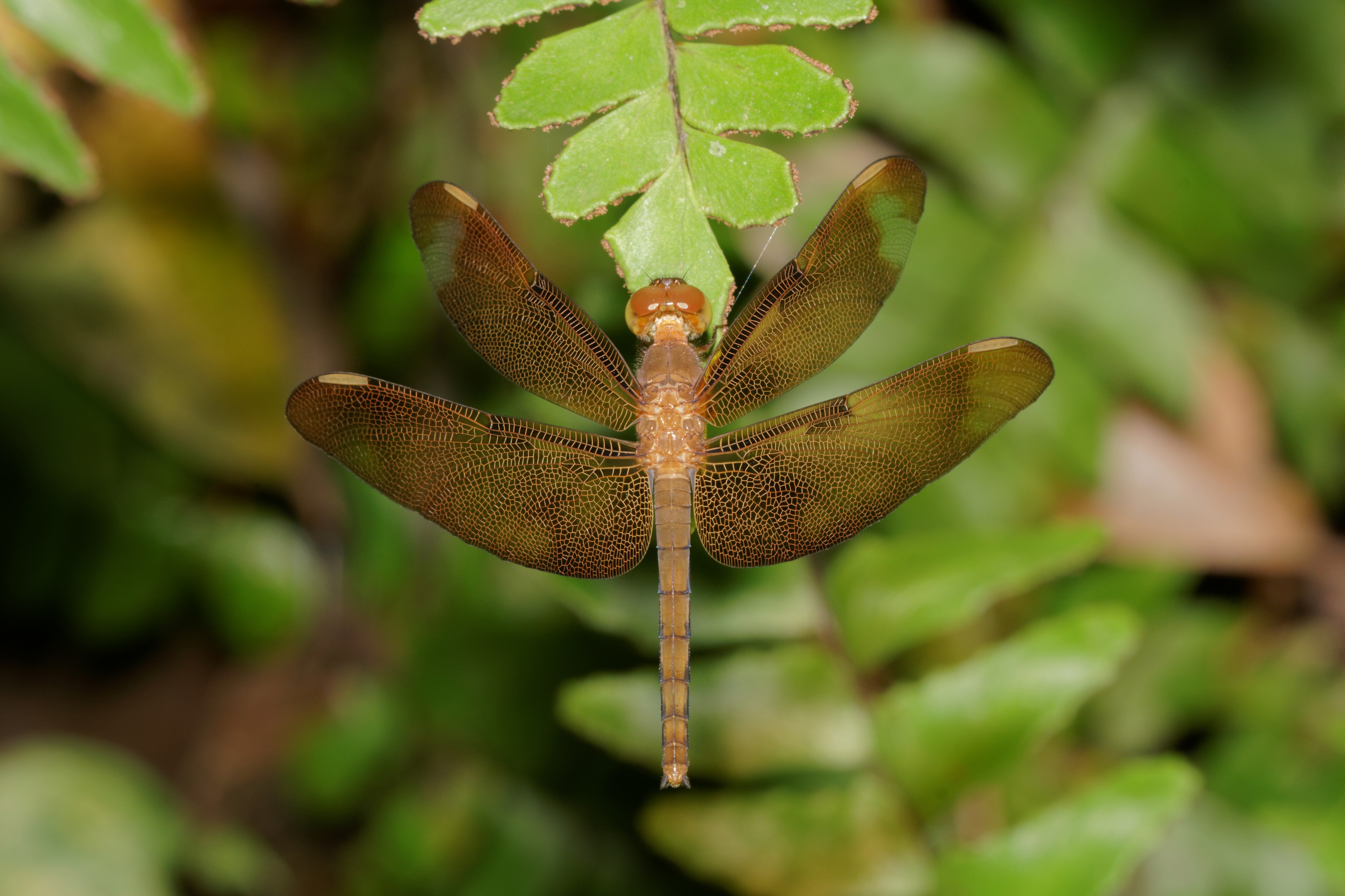 Neurothemis fulvia-Kadavoor-2016-07-28-001