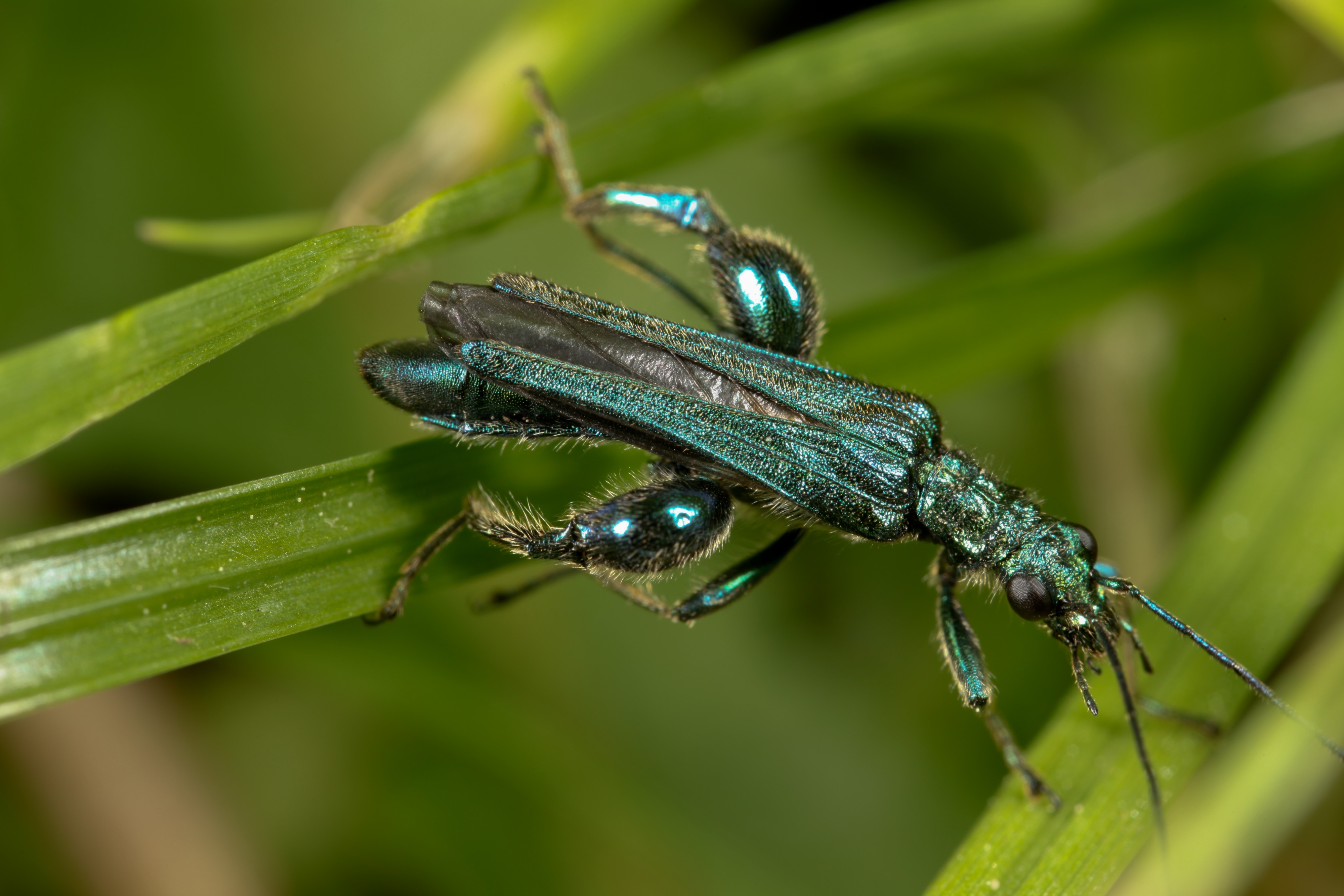 Oedemera nobilis (7161276747)
