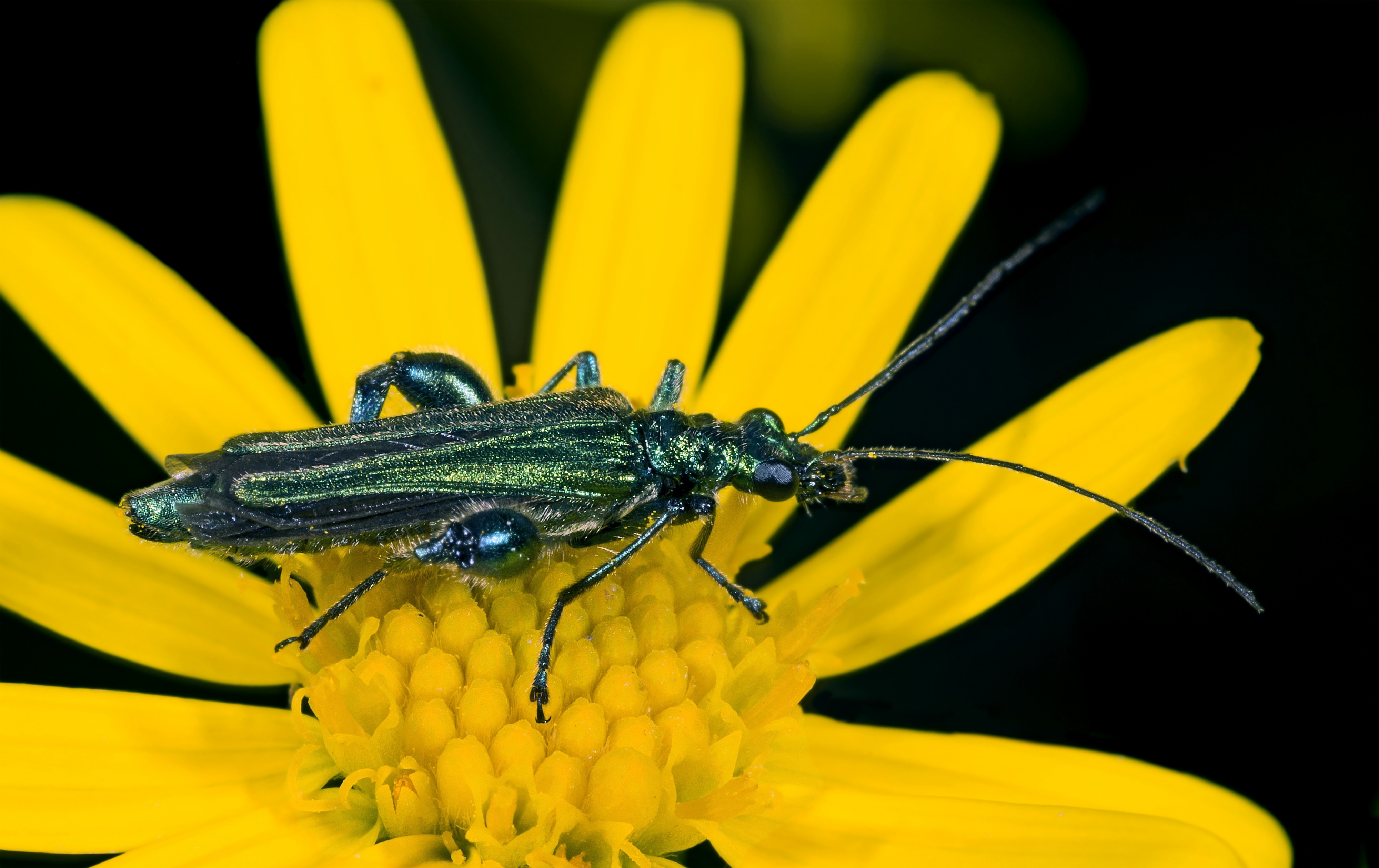 Oedemera nobilis MHNT Male