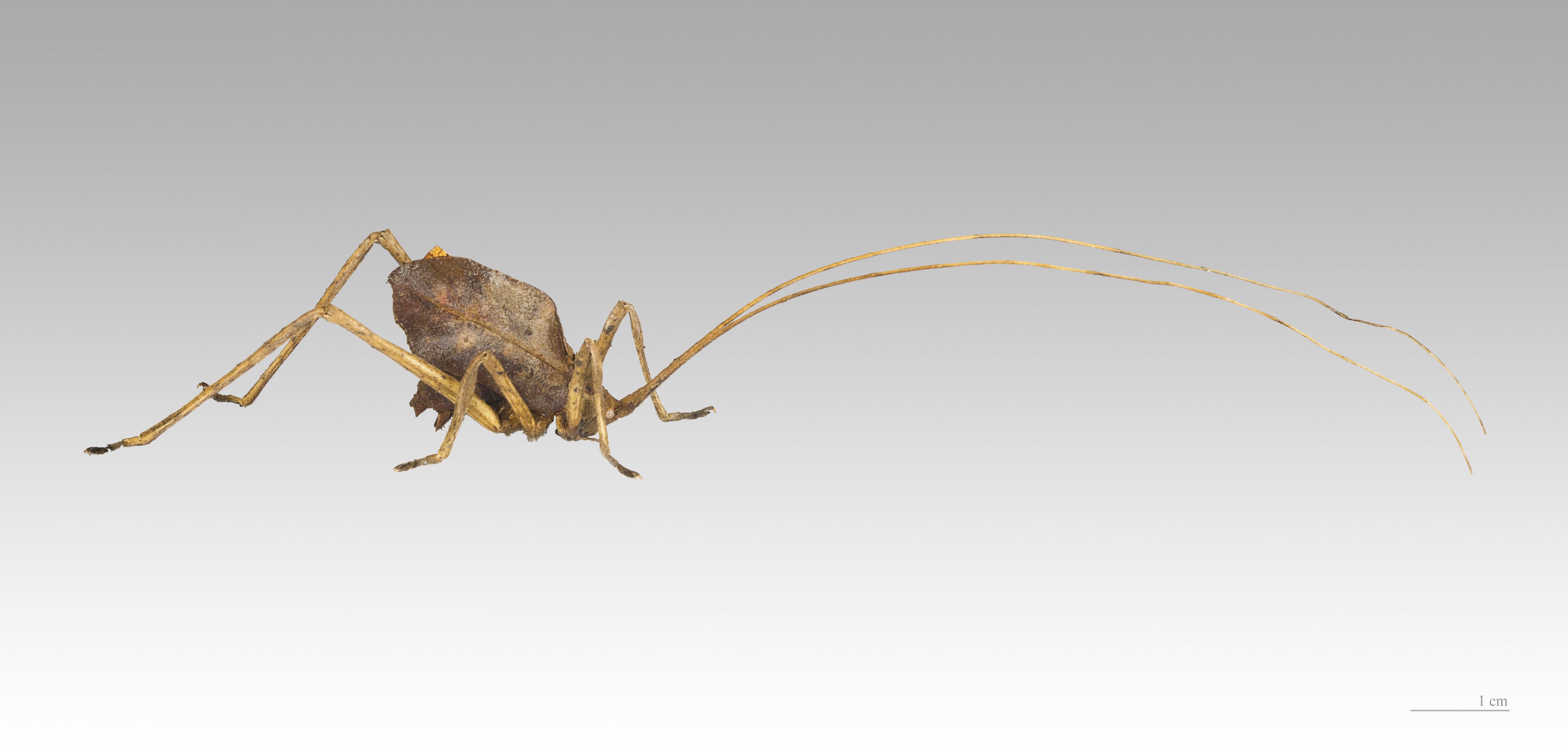 OMMATOPTERA PICTIFOLIA MHNT