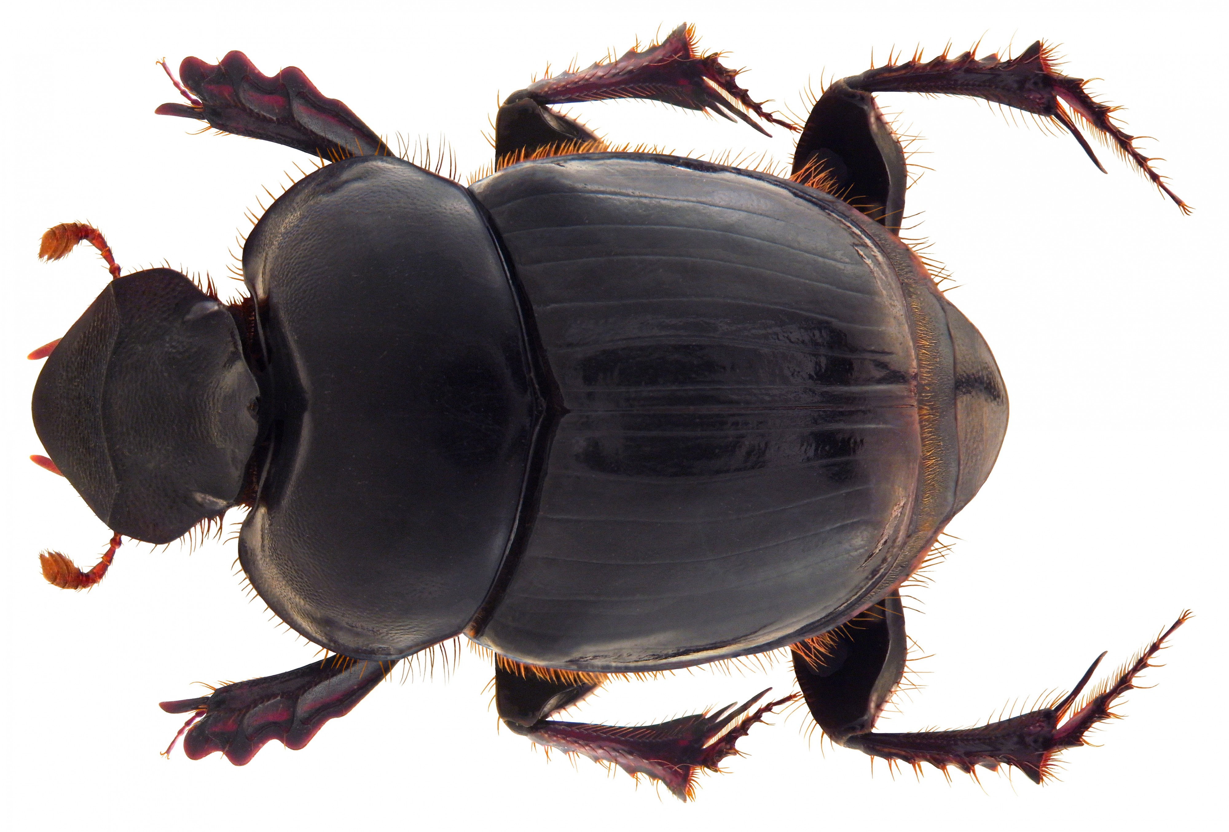 Onthophagus curvicarinatus Boucomont, 1914 female (4989347487)
