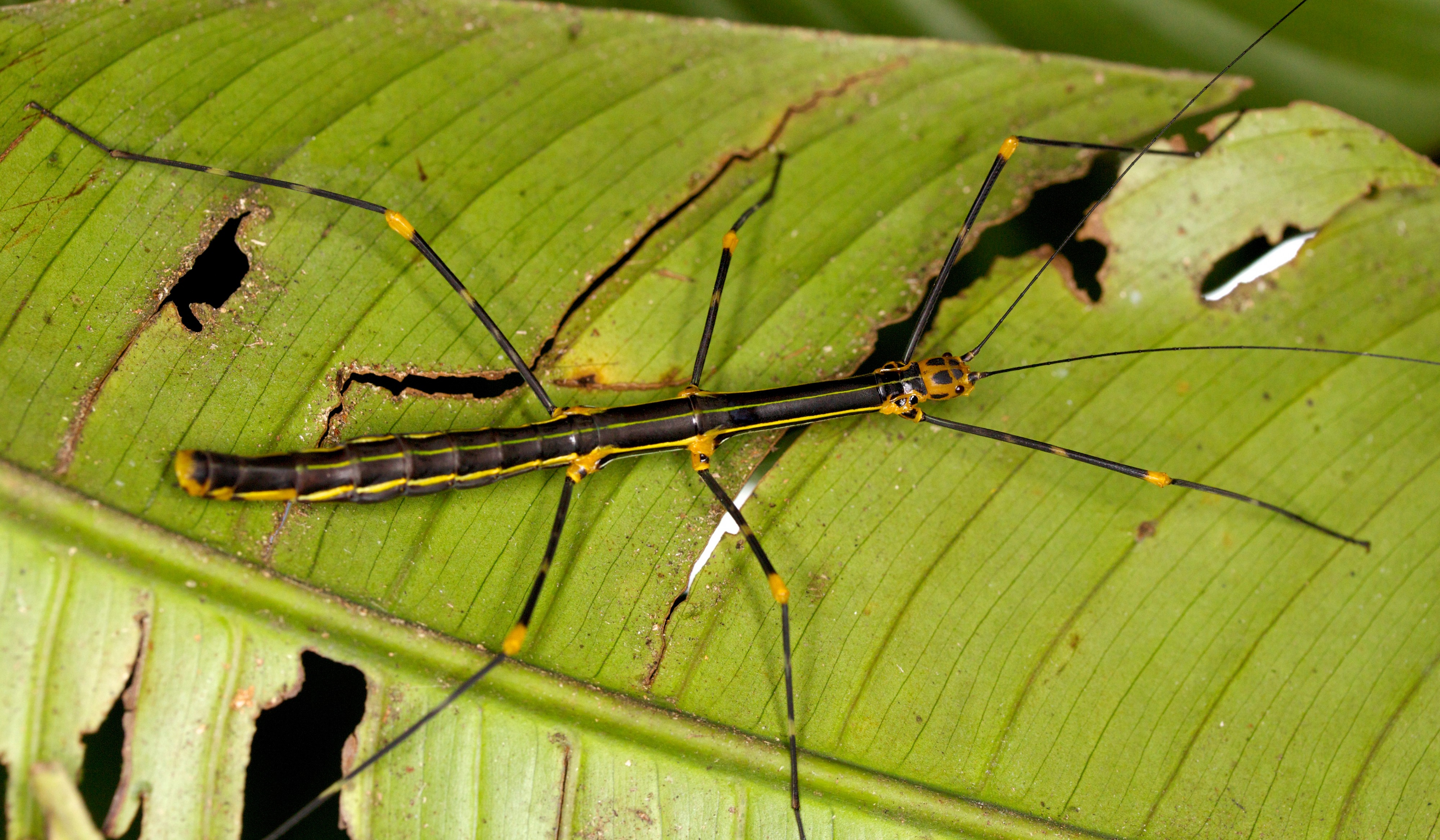 Oreophoetes peruana (14340156548)