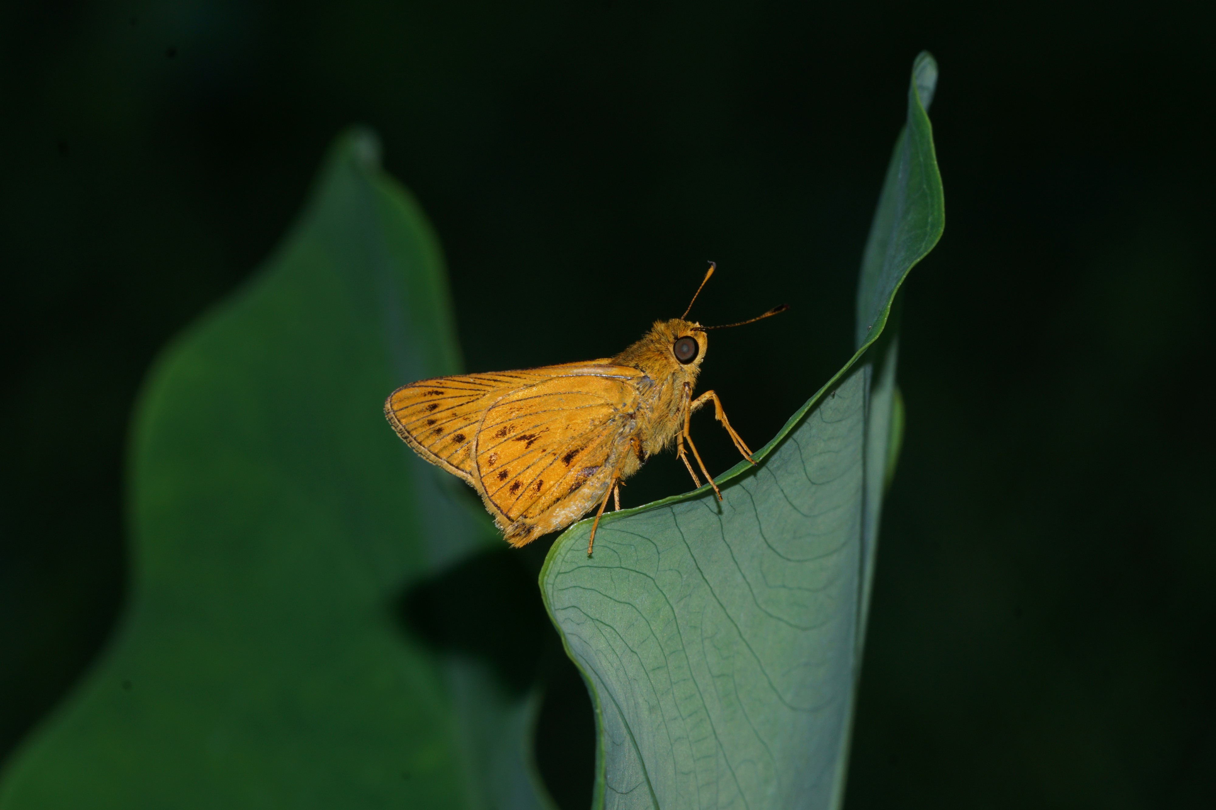 Oriens goloides 00558