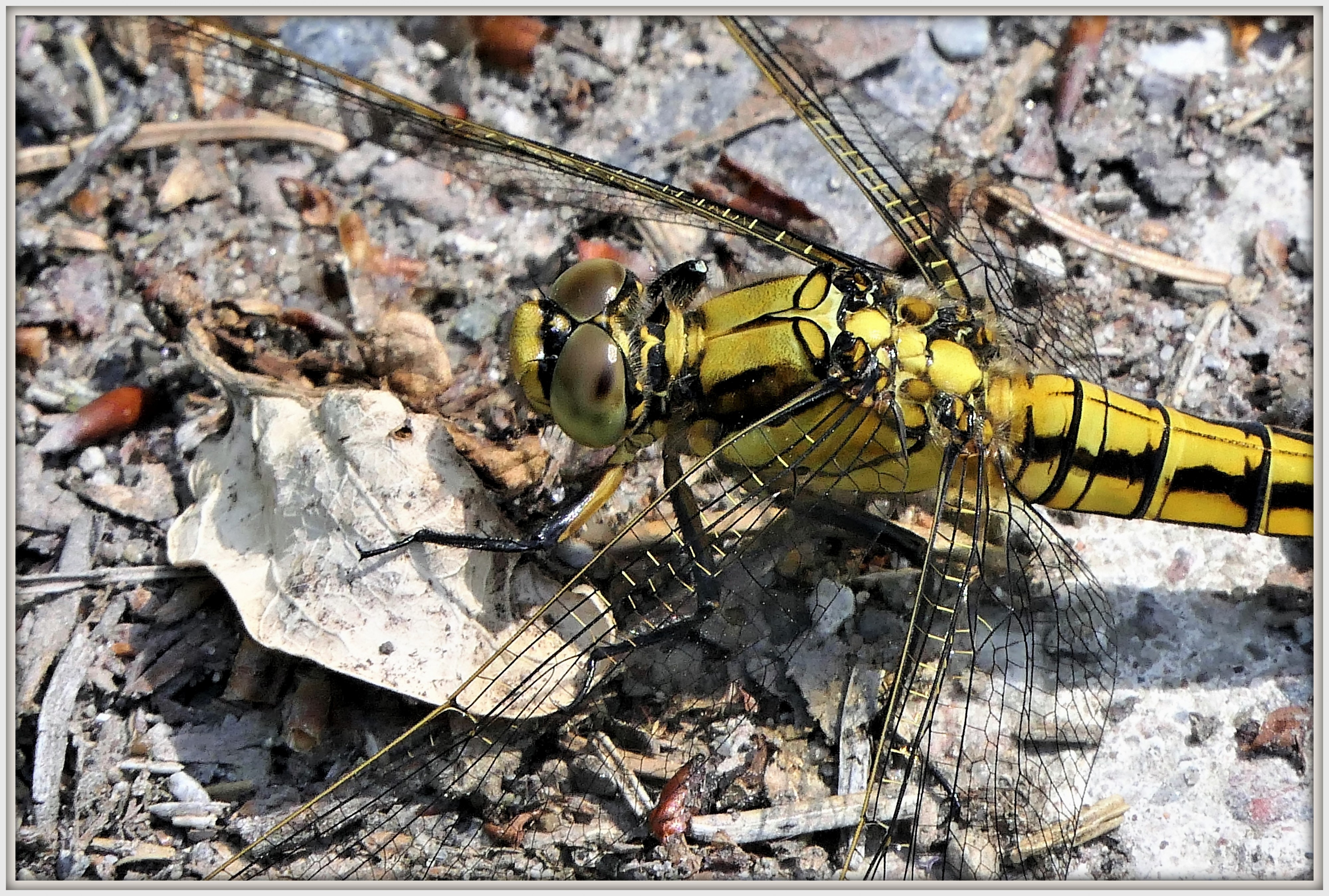 Orthetrum cancellatum (35093865752)