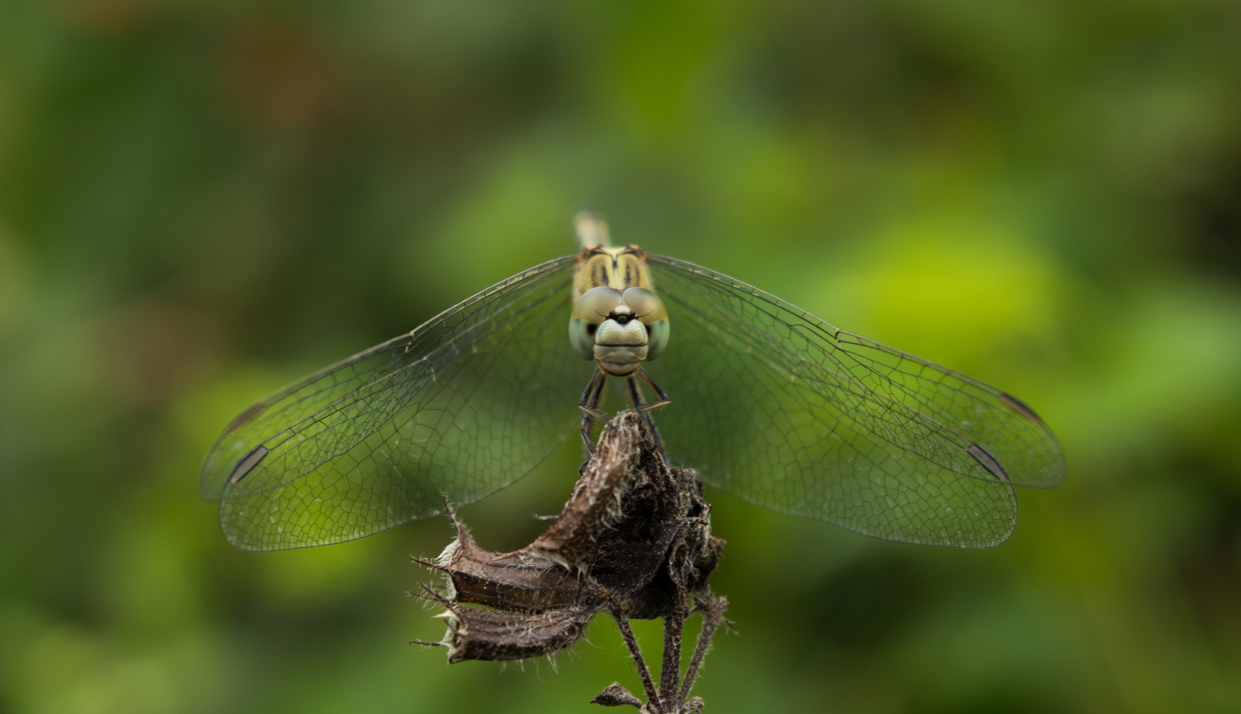 Orthetrum genus dragonfly