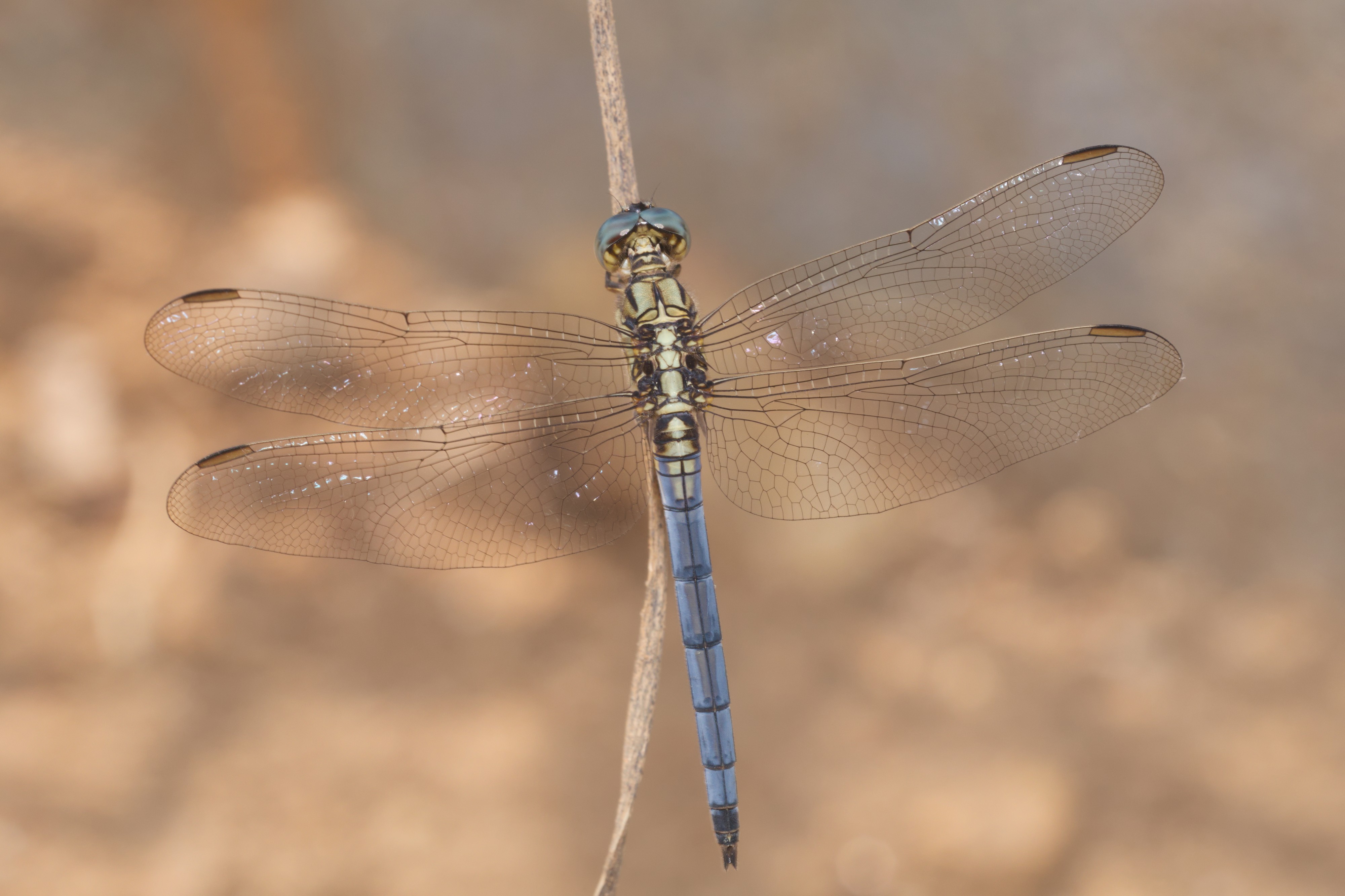 Orthetrum luzonicum-Kadavoor-2016-03-25-001