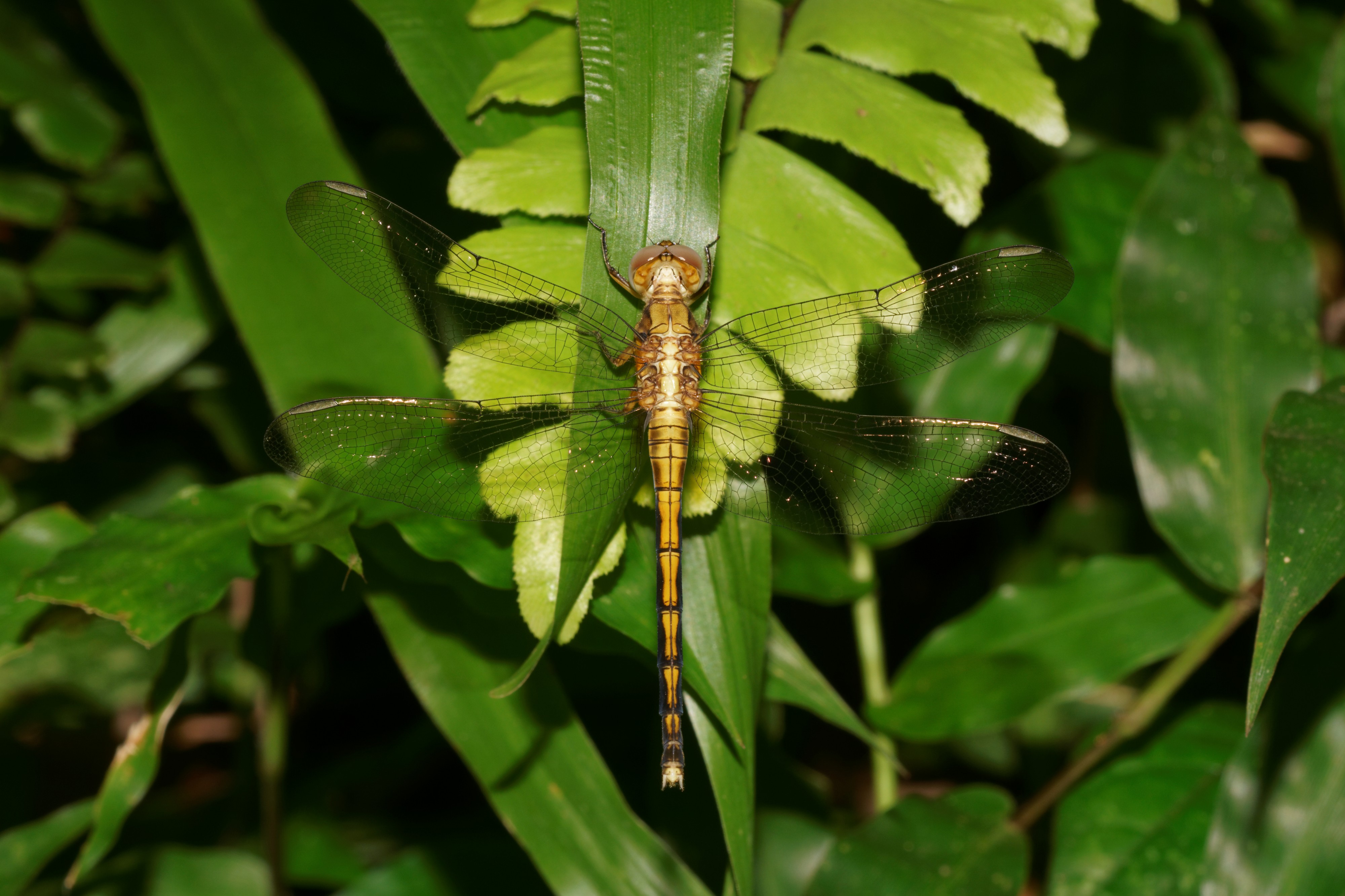 Orthetrum luzonicum-Kadavoor-2016-09-07-001