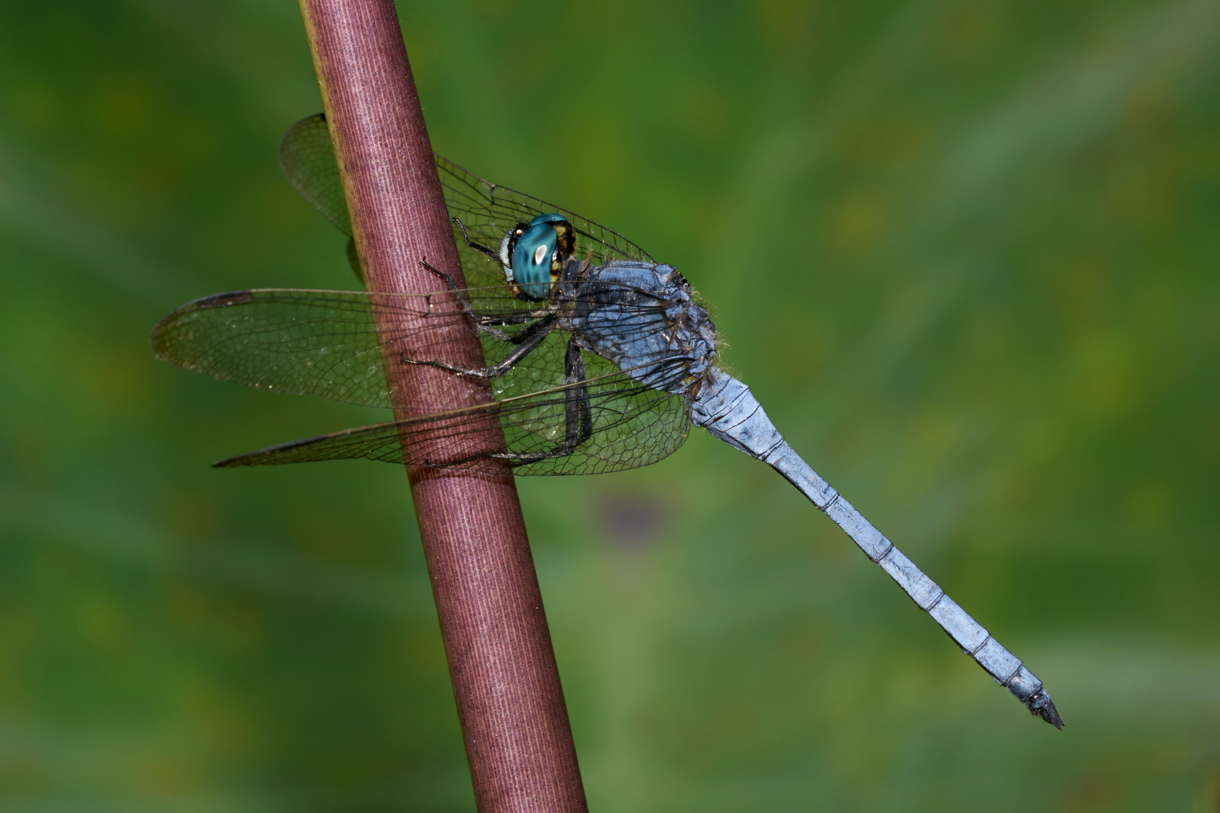 Orthetrum luzonicum-Kadavoor-2016-09-08-001