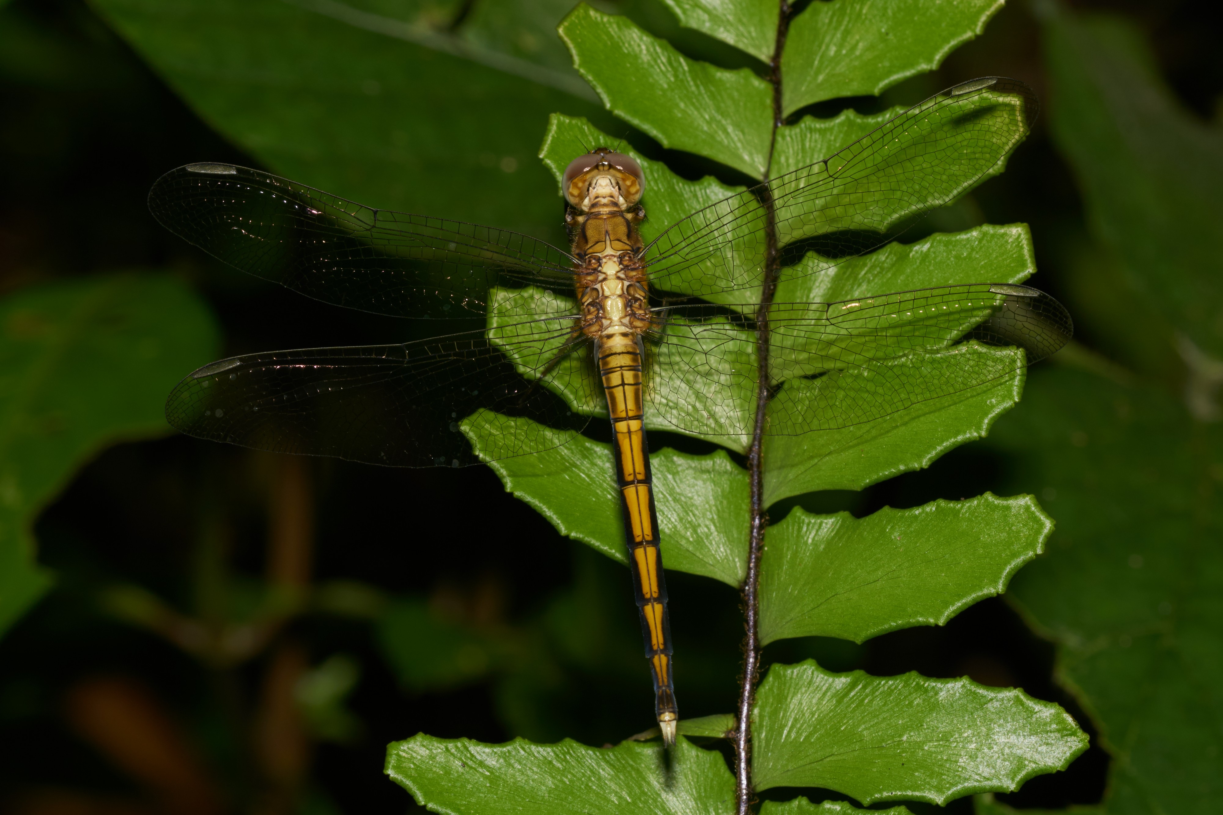 Orthetrum luzonicum-Kadavoor-2016-09-11-001